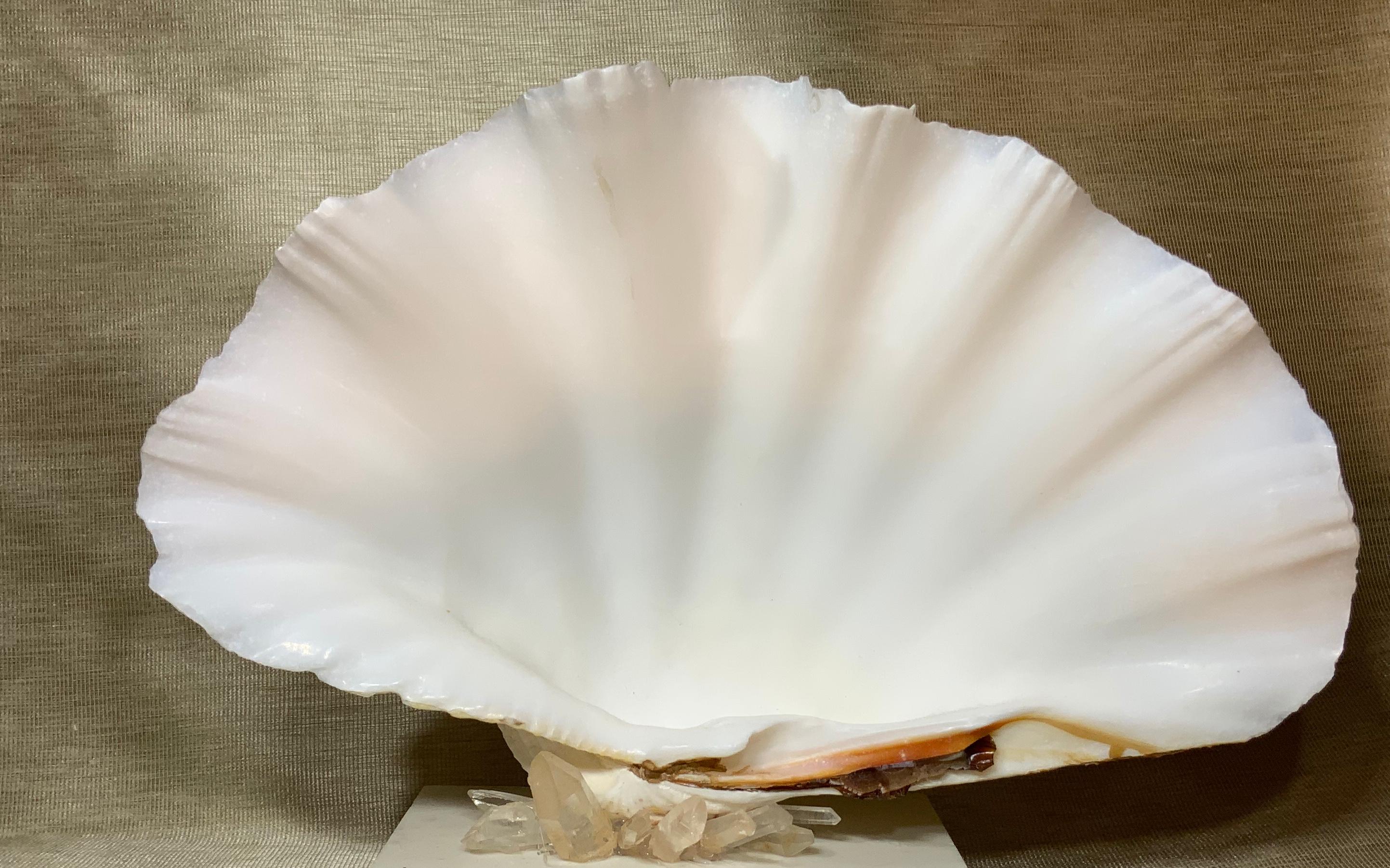 Beautiful natural clamshell with almost flawless white and alabaster color professionally mounted on a white color marble base, decorated with natural crystal quartz pieces. exceptional object of art for display.
Base size: 6.75 x 5”.
