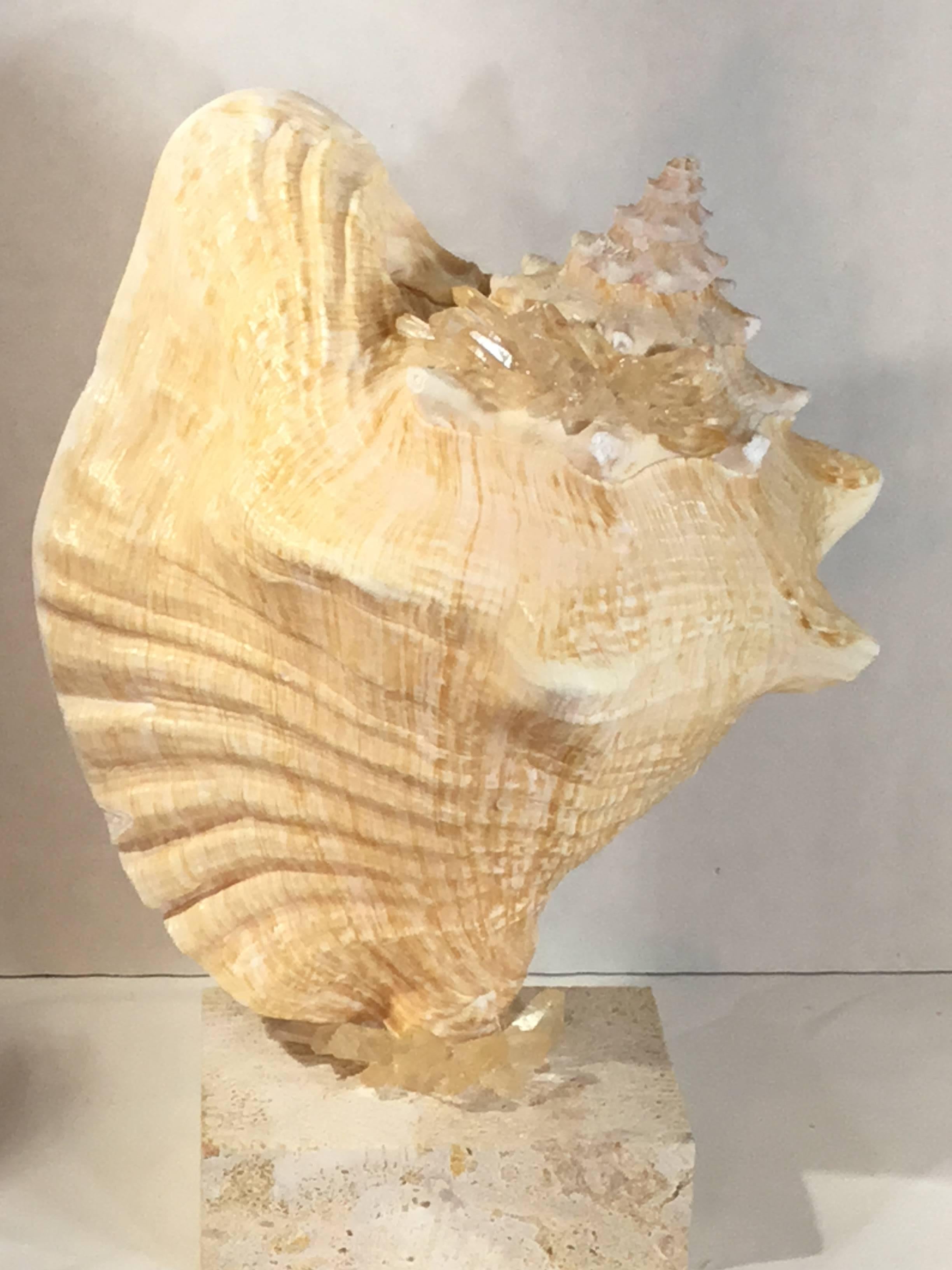 Beautiful conch shell professionally mounted on a natural coral base, with crystal quartz pieces embedded in, decorative object of natural beauty for display.
