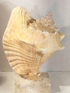 Mounted Natural Sea Shell with Crystal