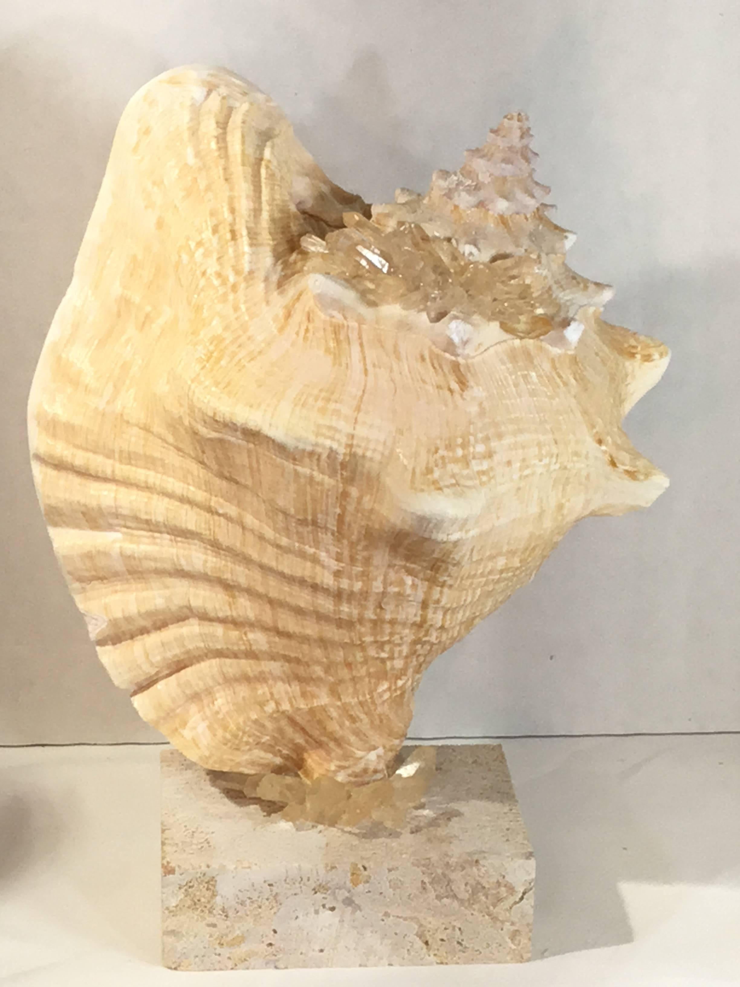 American Mounted Natural Sea Shell with Crystal