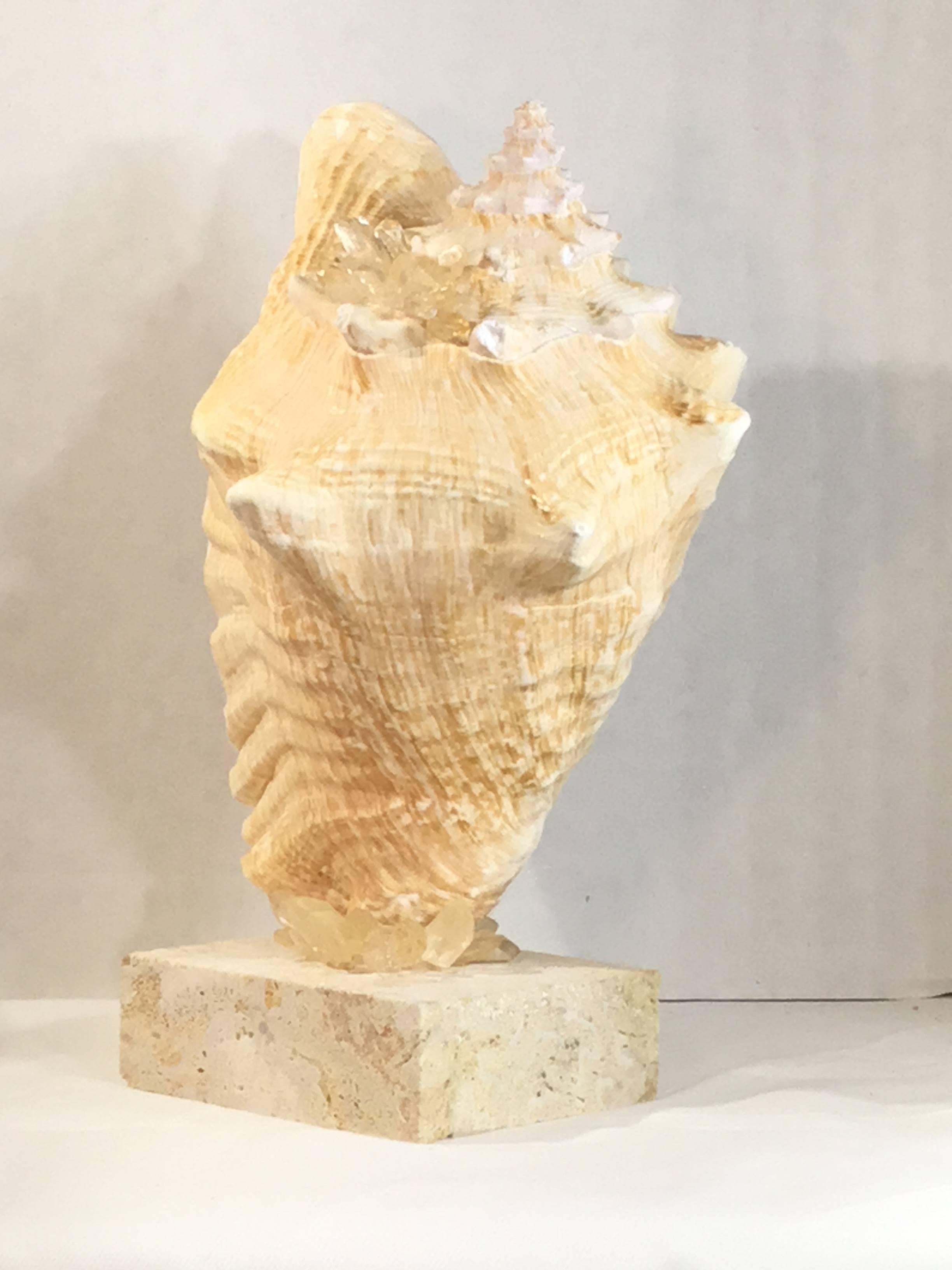 Mounted Natural Sea Shell with Crystal In Excellent Condition In Delray Beach, FL