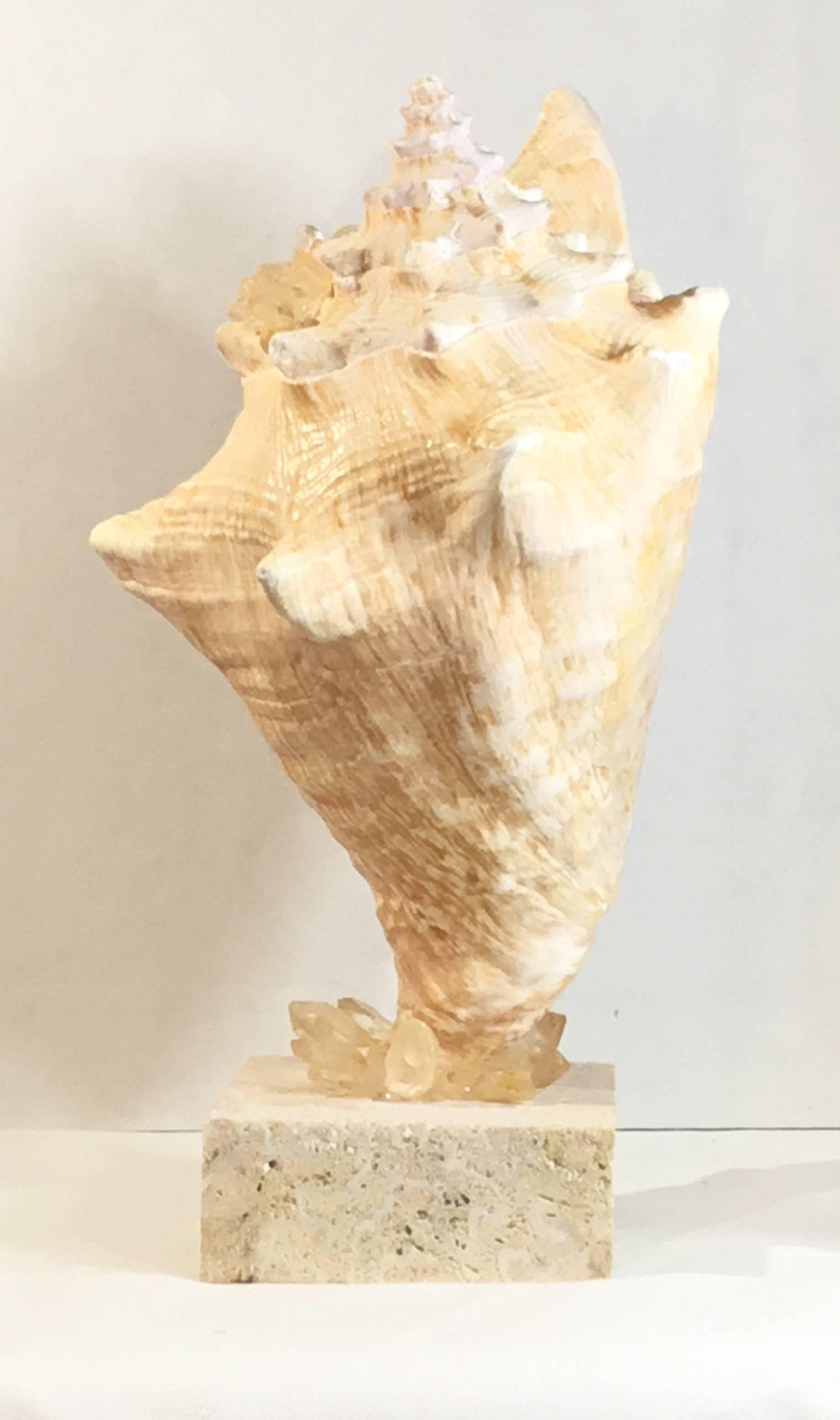 20th Century Mounted Natural Sea Shell with Crystal