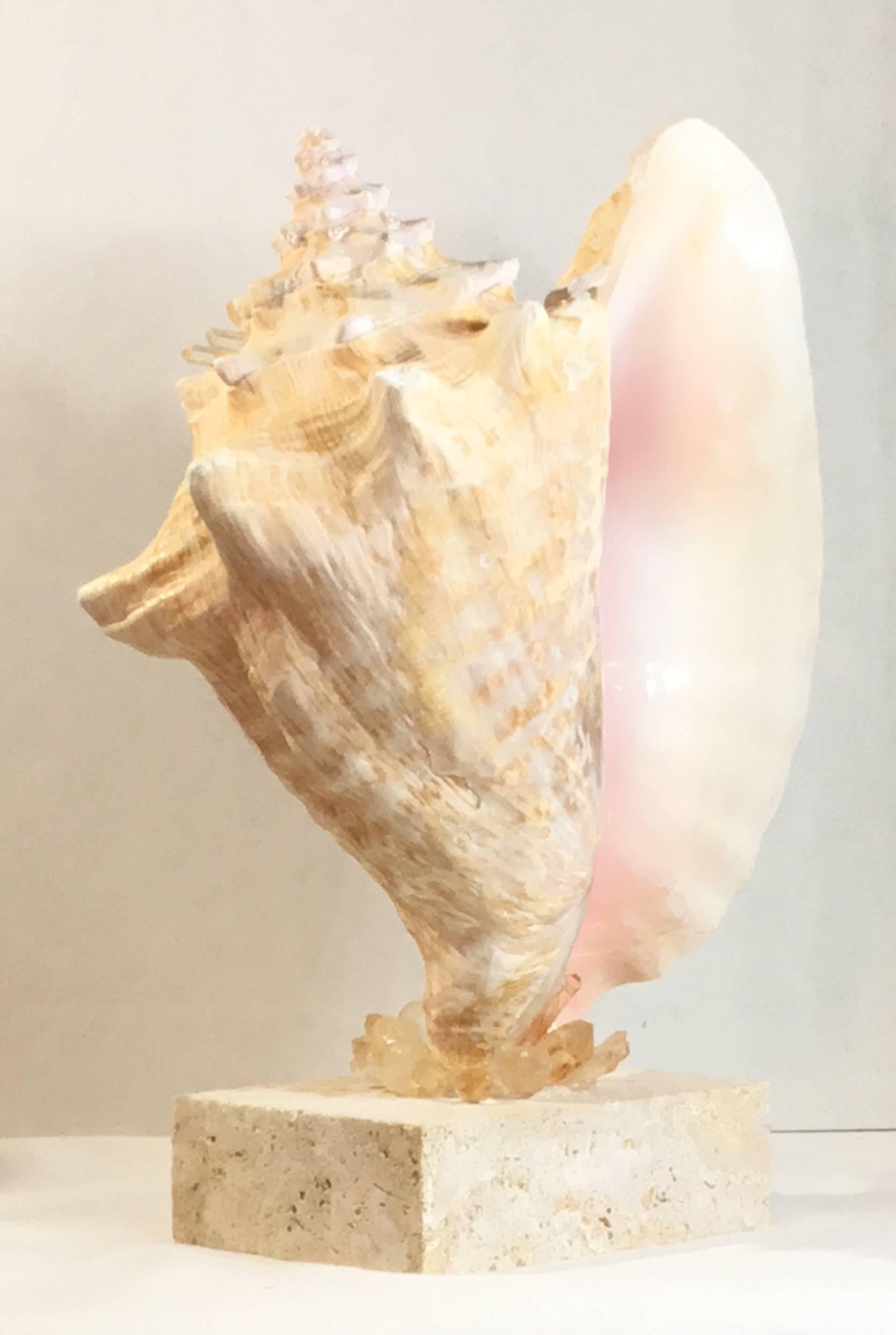 Coral Mounted Natural Sea Shell with Crystal