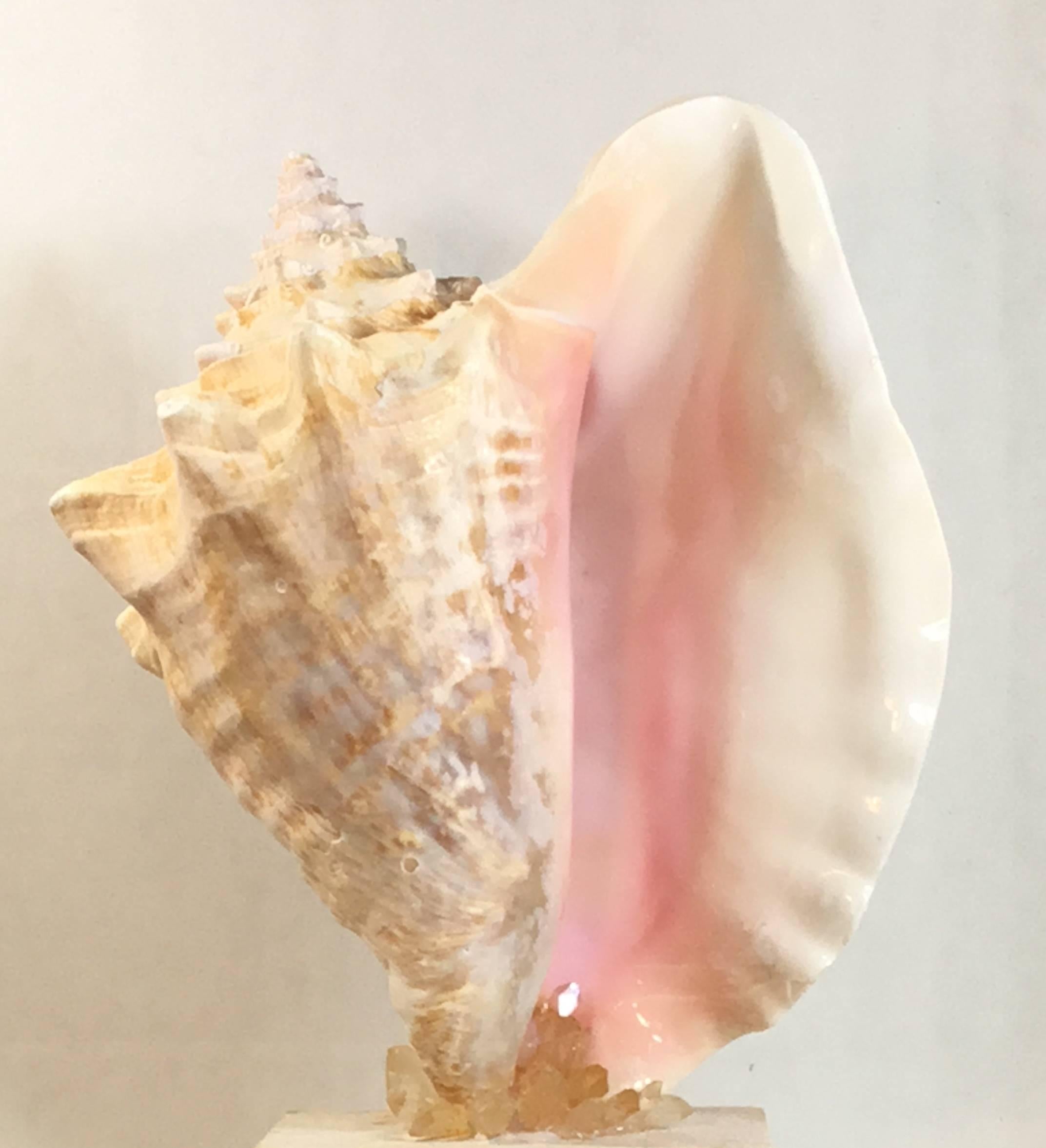 Mounted Natural Sea Shell with Crystal 2