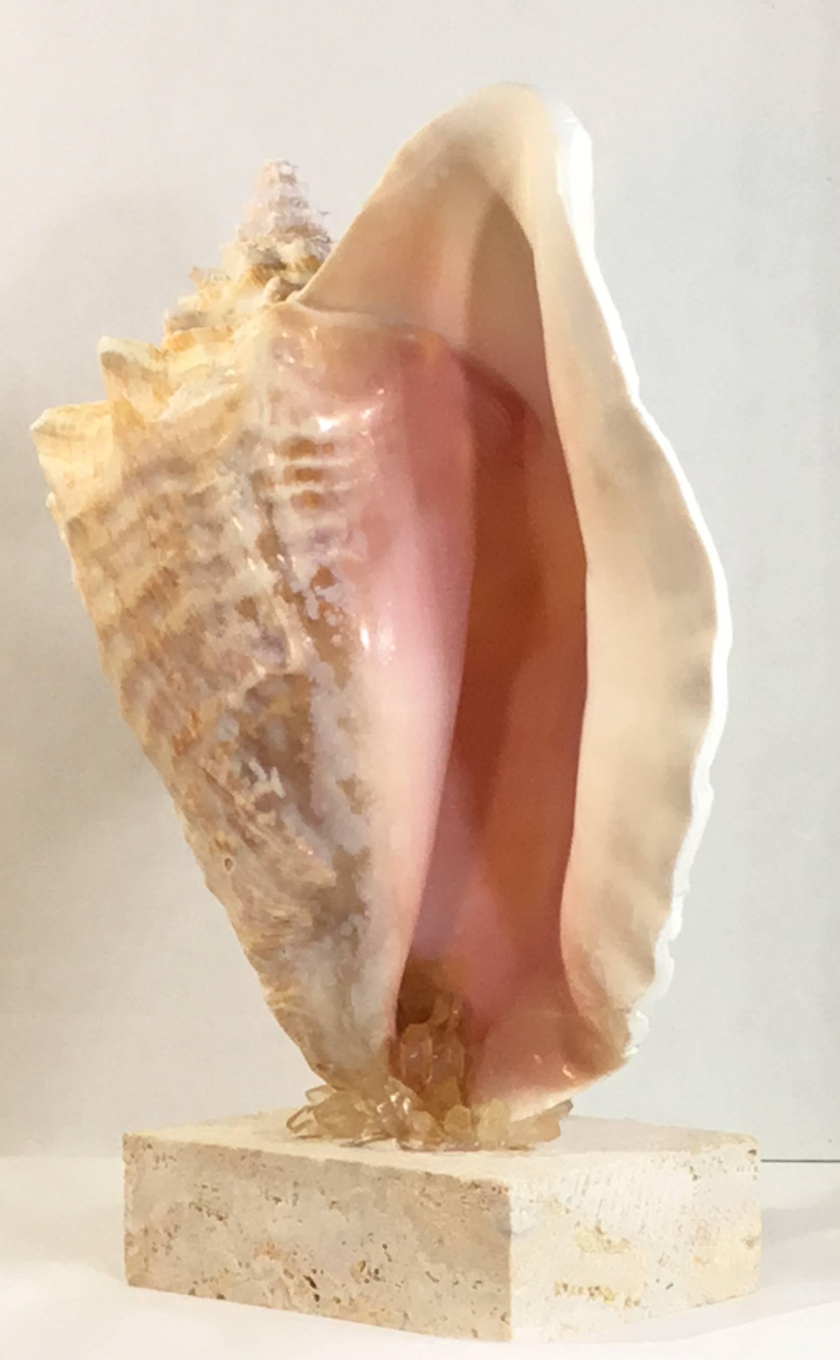 Mounted Natural Sea Shell with Crystal 3