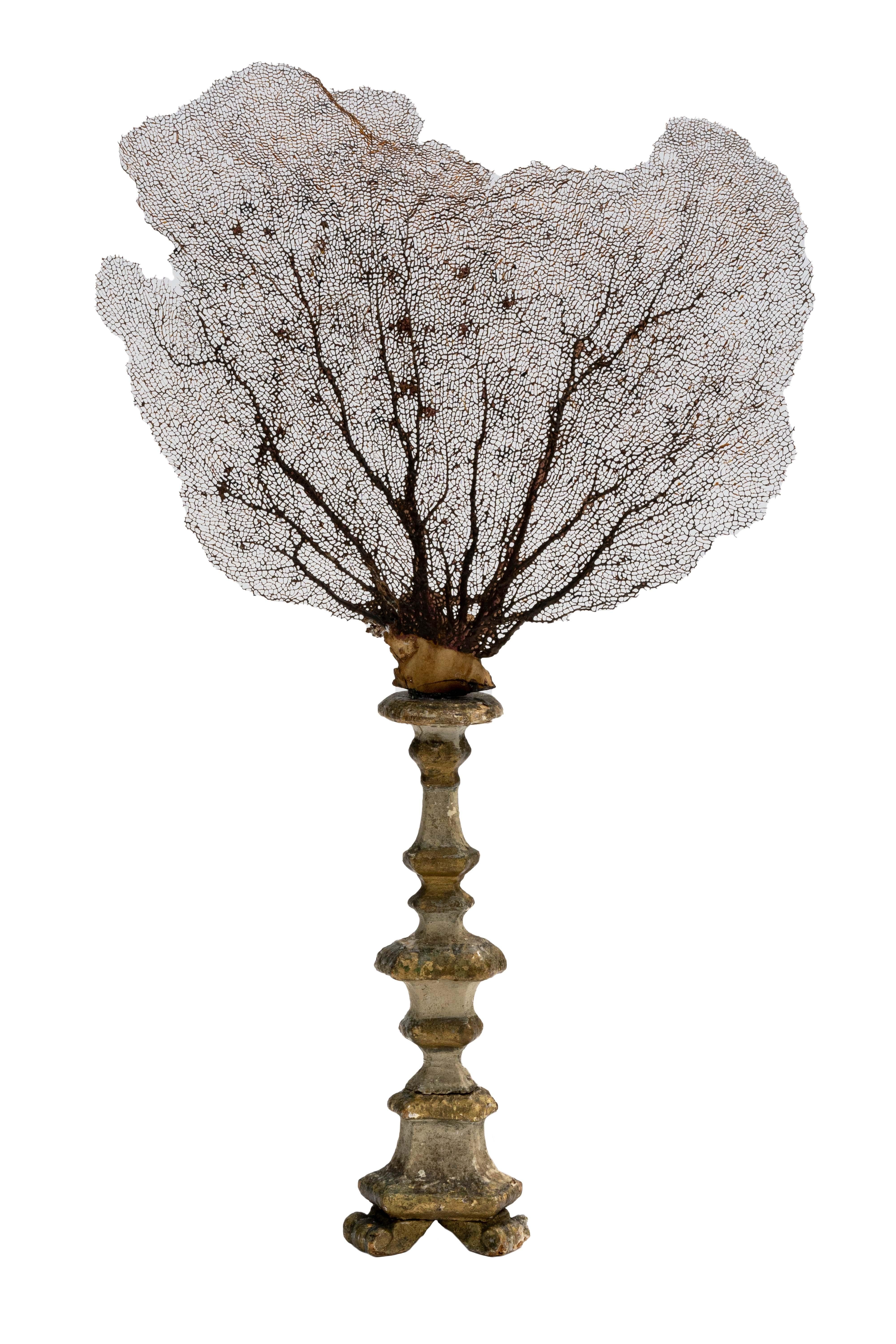 Mounted Brown Sea Fan on 18th Century Italian Ornate Gilded base

Measures Approximately: 20