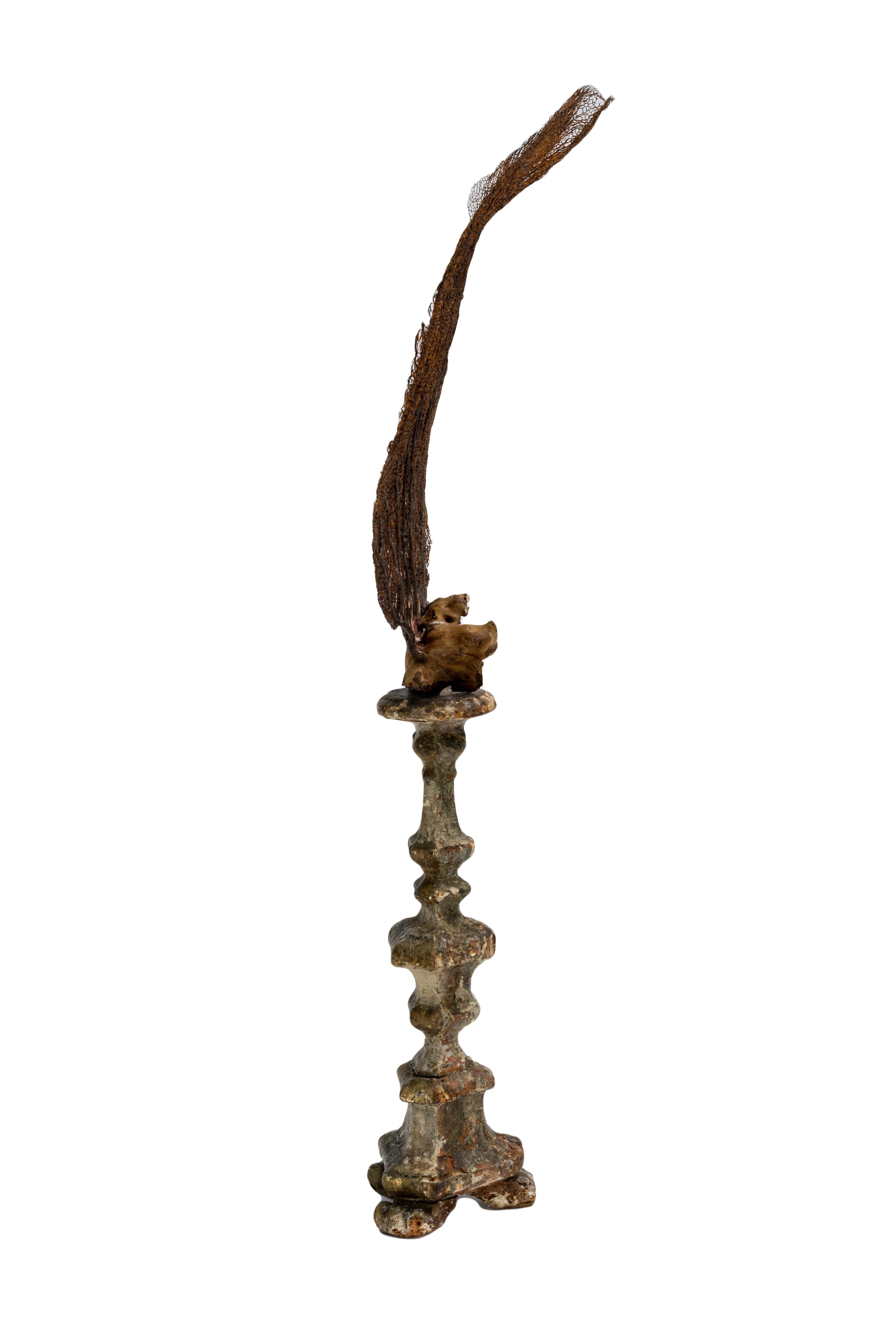 Mounted Brown Sea Fan on 18th Century Italian Ornate Gilded Base In Excellent Condition In New York, NY