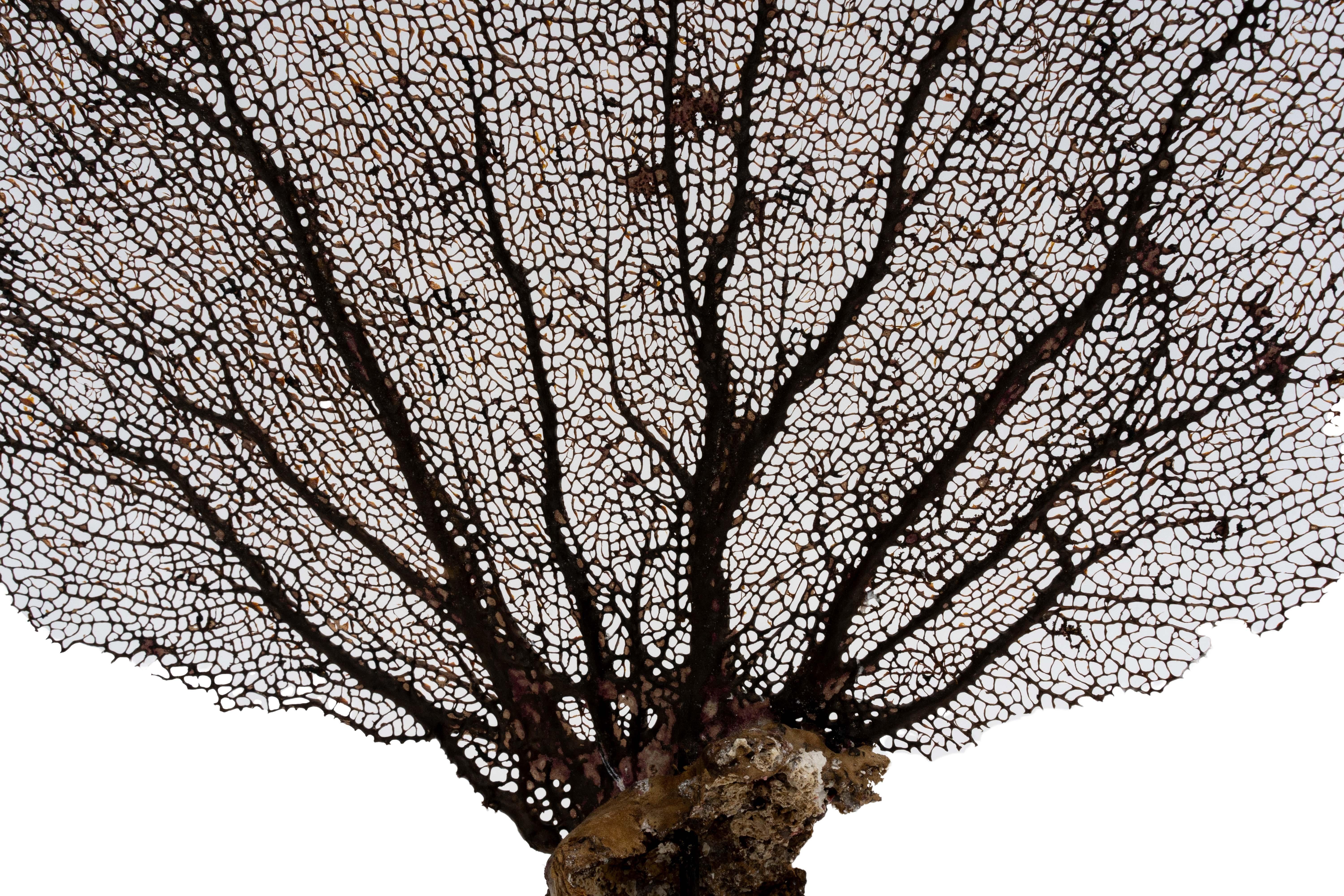 18th Century and Earlier Mounted Brown Sea Fan on 18th Century Italian Ornate Gilded Base