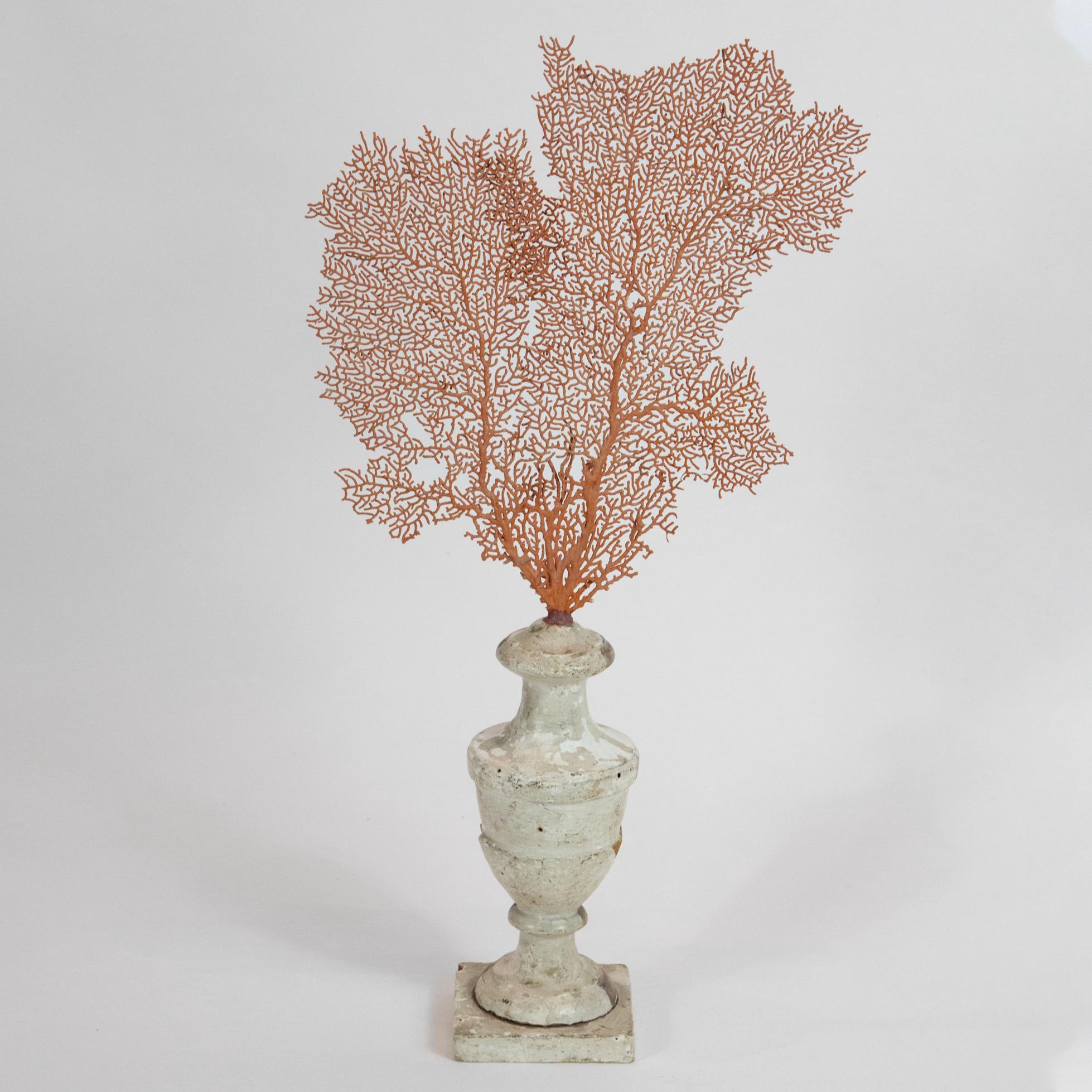 Mounted Orange Sea Fan on Antique White and Gilt Base In Excellent Condition In New York, NY