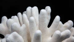 Mounted Pacific Elkhorn Coral