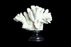 Mounted Pacific Elkhorn Coral