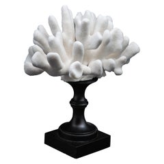 Mounted Pacific Elkhorn Coral