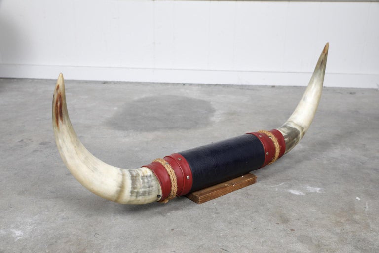 Mounted Pair of Taxidermy Steer Horns at 1stDibs