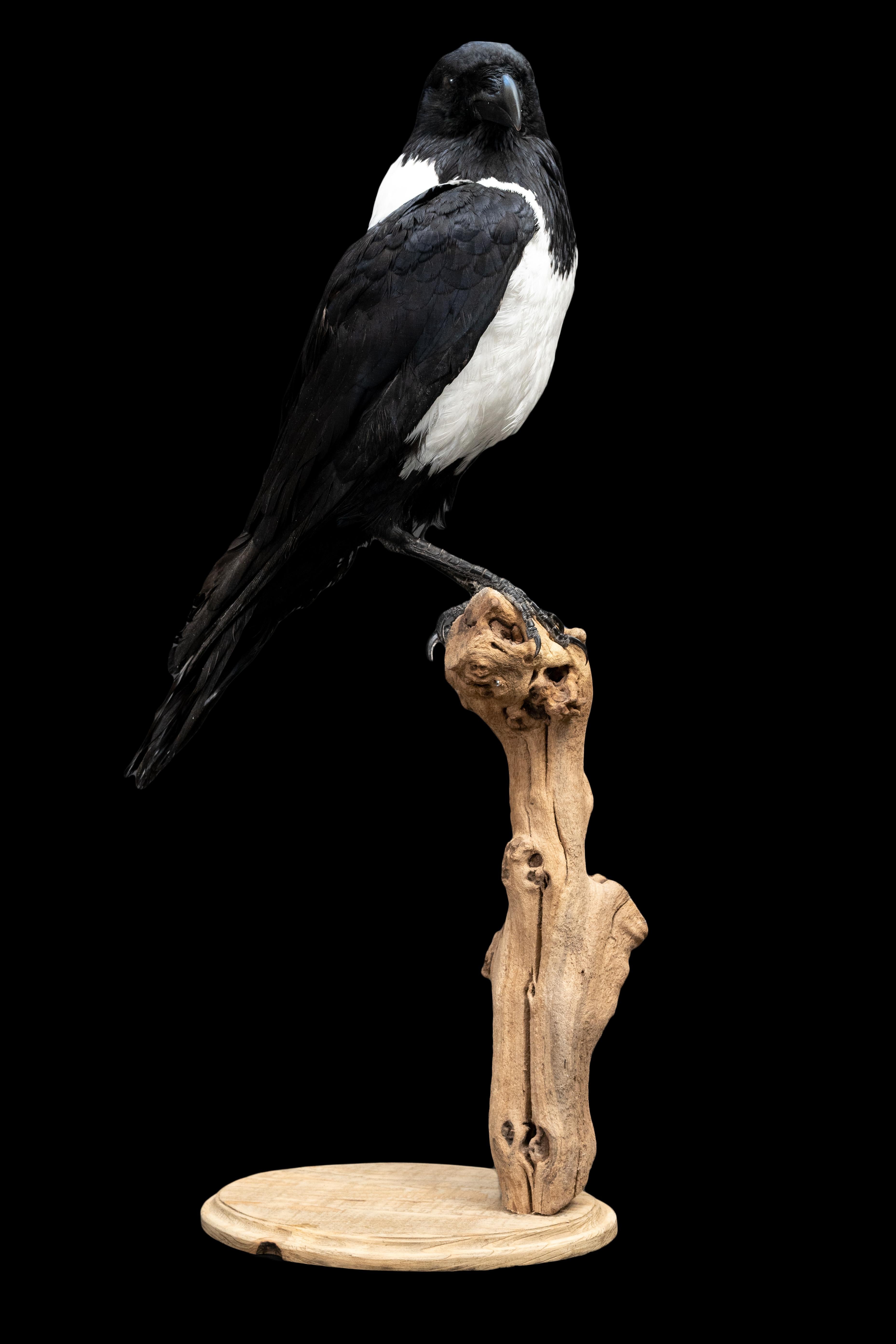 Mounted pied crow taxidermy:

The pied crow is a widely distributed African bird species in the crow genus. Structurally, the pied crow is better thought of as a small crow-sized raven, especially as it can hybridize with the Somali crow where