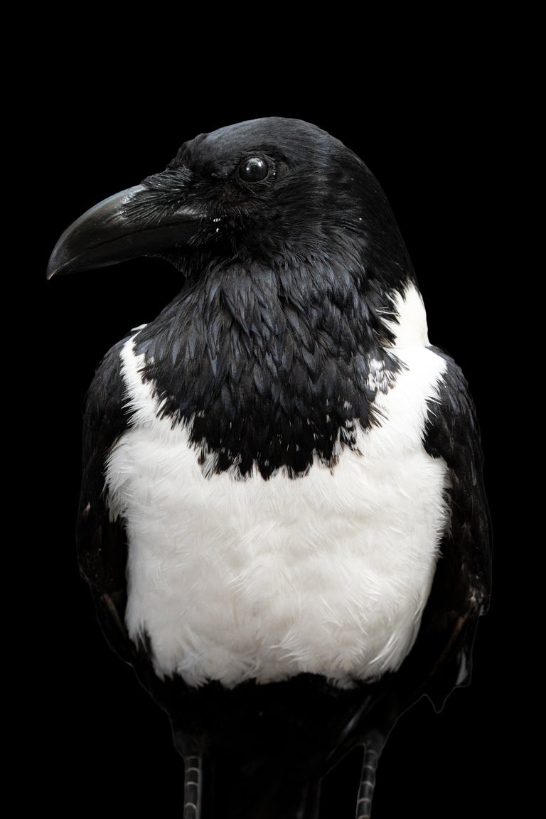 Mounted Pied Crow Taxidermy at 1stDibs | taxidermy crow for sale
