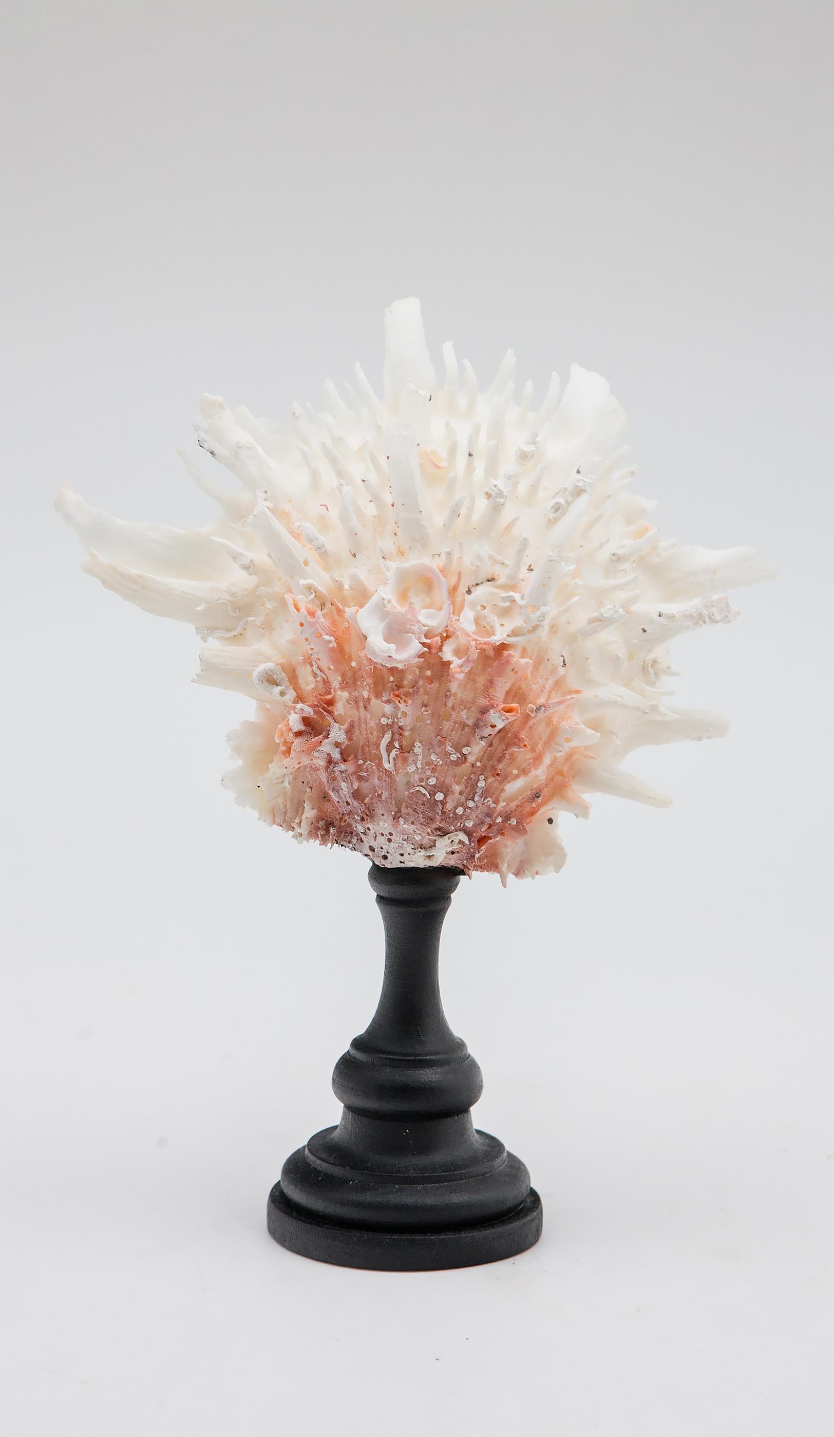 Pink and white thorny oyster shell mounted, measures: 6