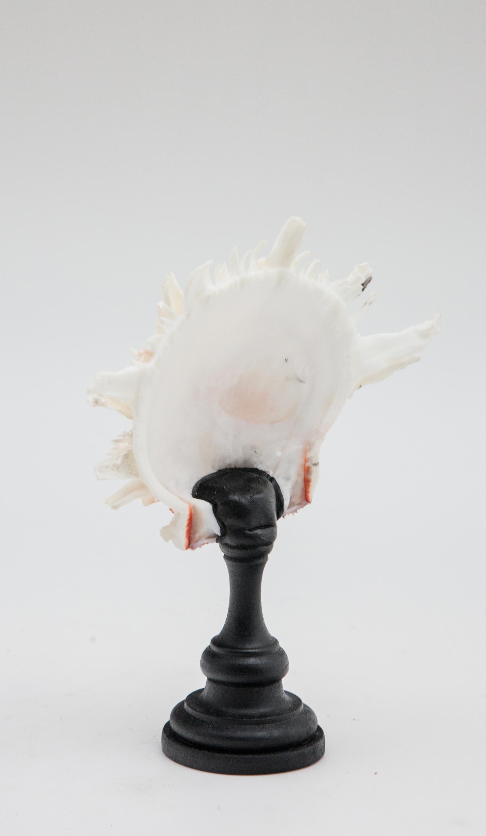 Mounted Pink and White Thorny Oyster on Turned Wood Stand In New Condition In New York, NY