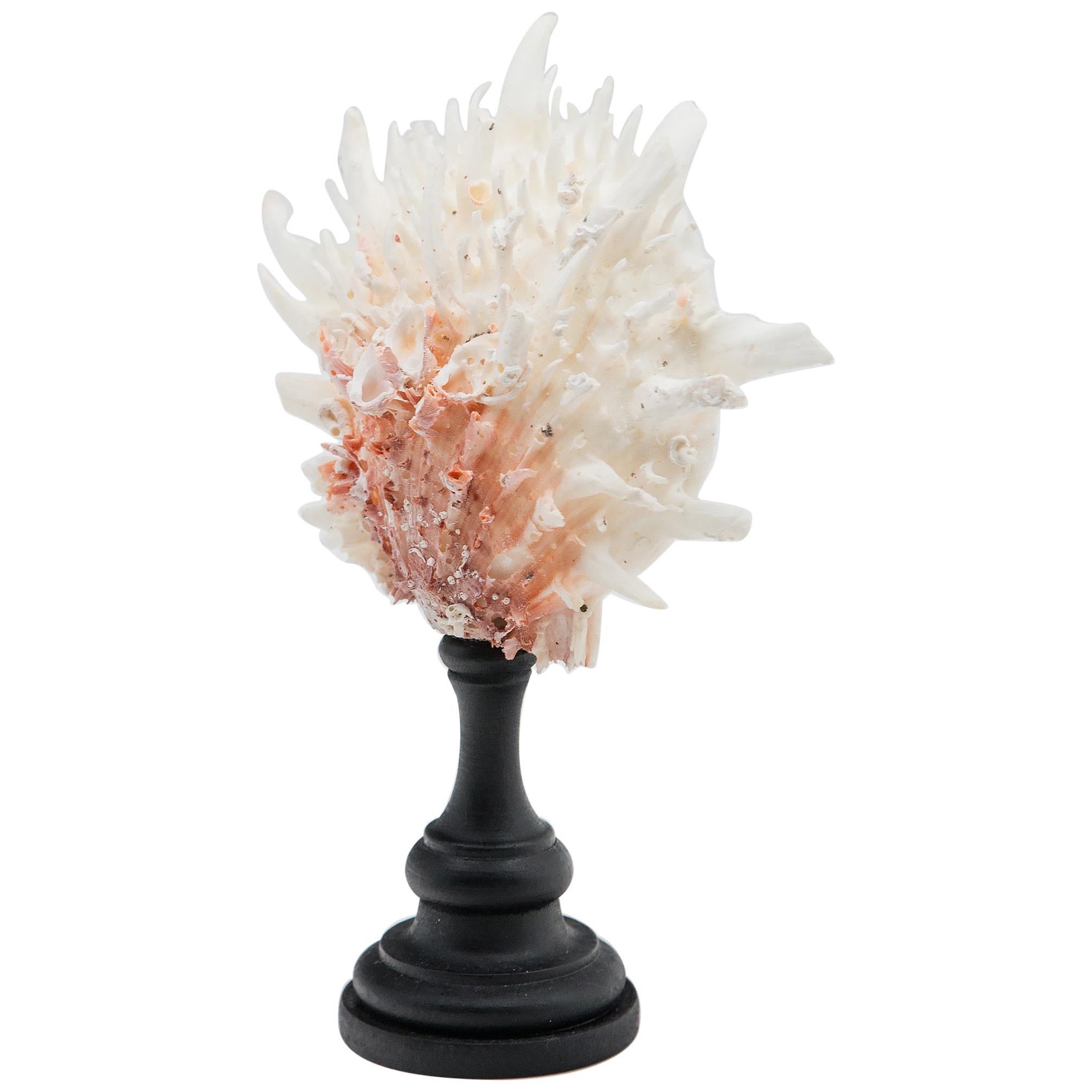 Mounted Pink and White Thorny Oyster on Turned Wood Stand