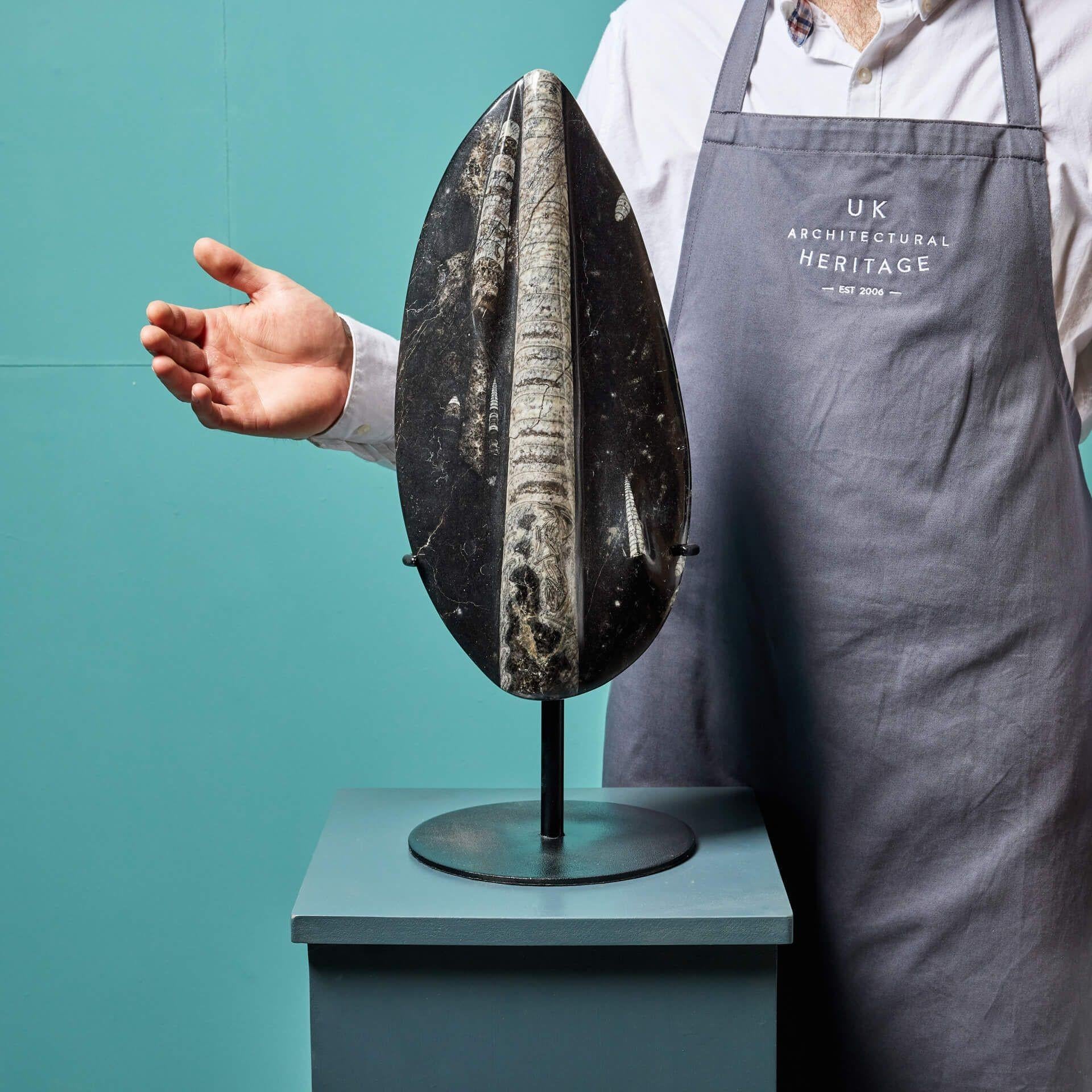 A natural prehistoric polished Orthoceras fossil panel mounted on a bespoke steel stand. Characterised by its long, straight conical shaped shell, the 370-million-year-old Orthoceras was an ancient cephalopod (mollusk) and ancestor to the modern-day