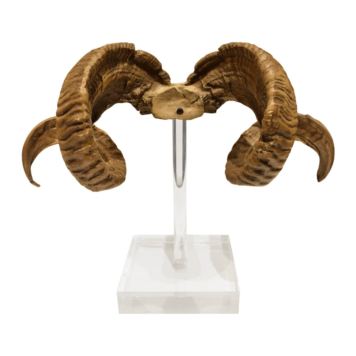 Hand-Crafted Mounted Ram Horns on Lucite, 1970s