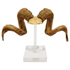 Mounted Ram Horns on Lucite, 1970s