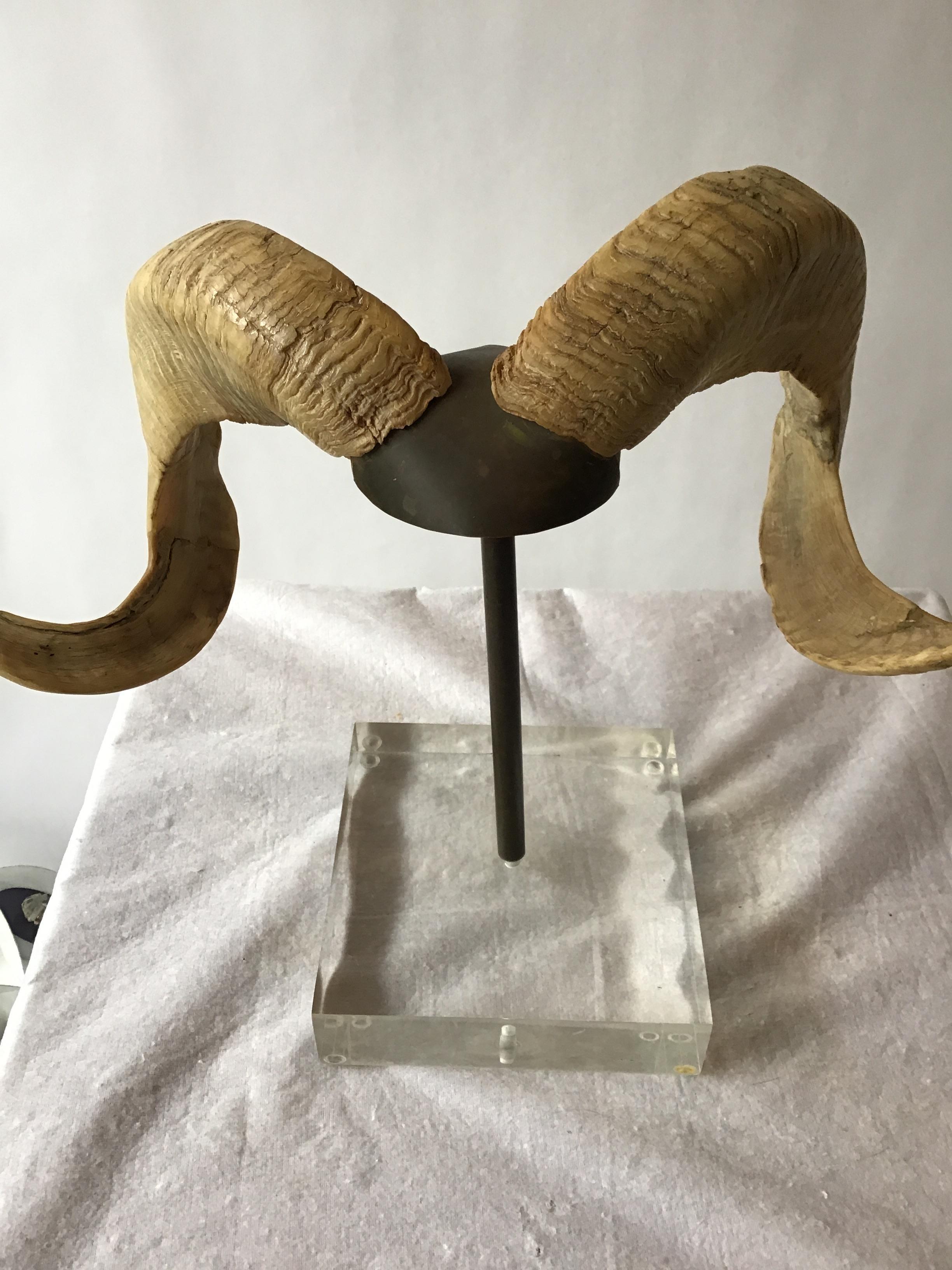 1970s mounted rams horns on Lucite base with brass accents.