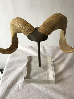 Mounted Ram Horns on Lucite and Brass Base