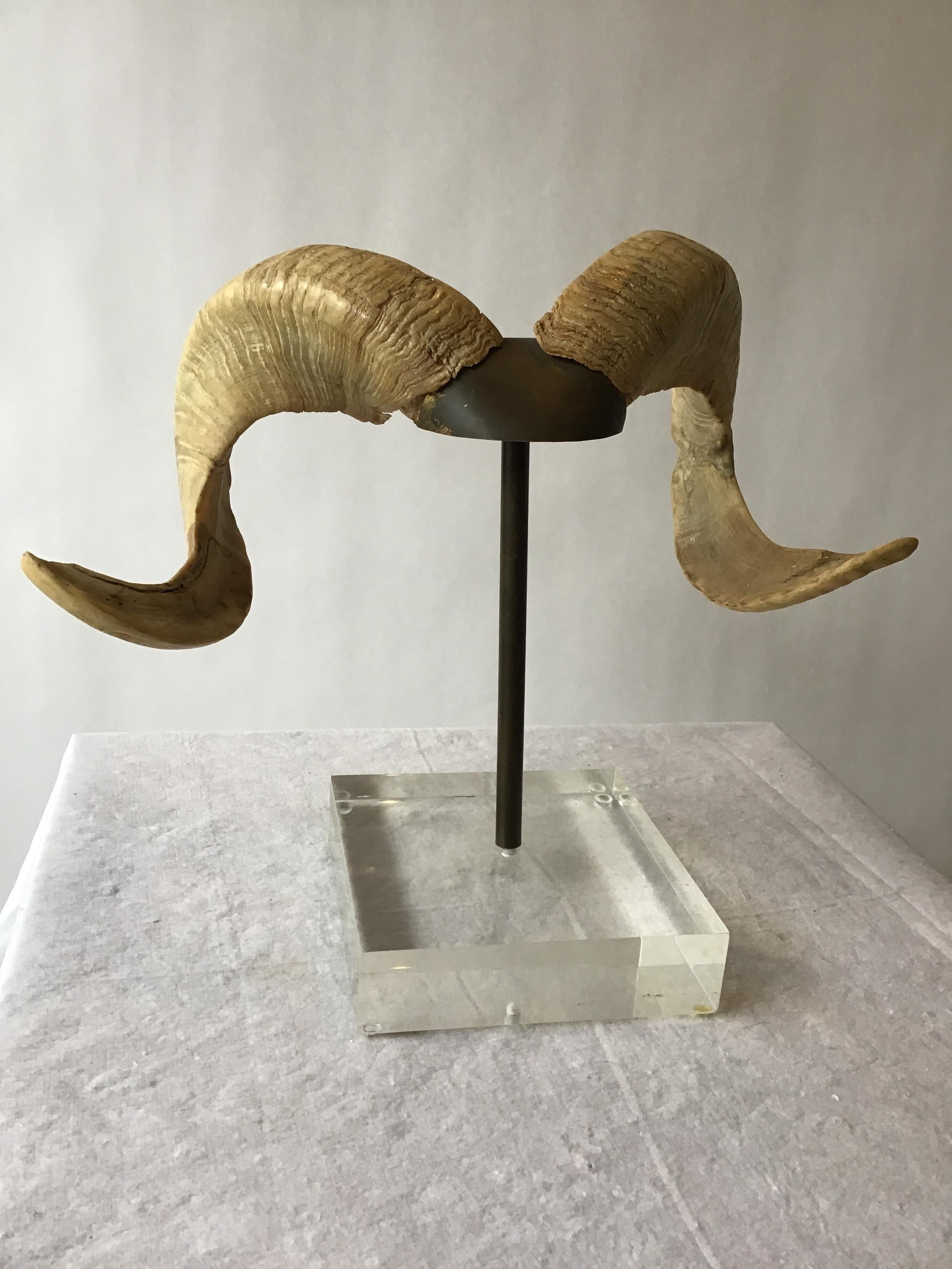 Mounted Ram Horns on Lucite and Brass Base In Good Condition In Tarrytown, NY