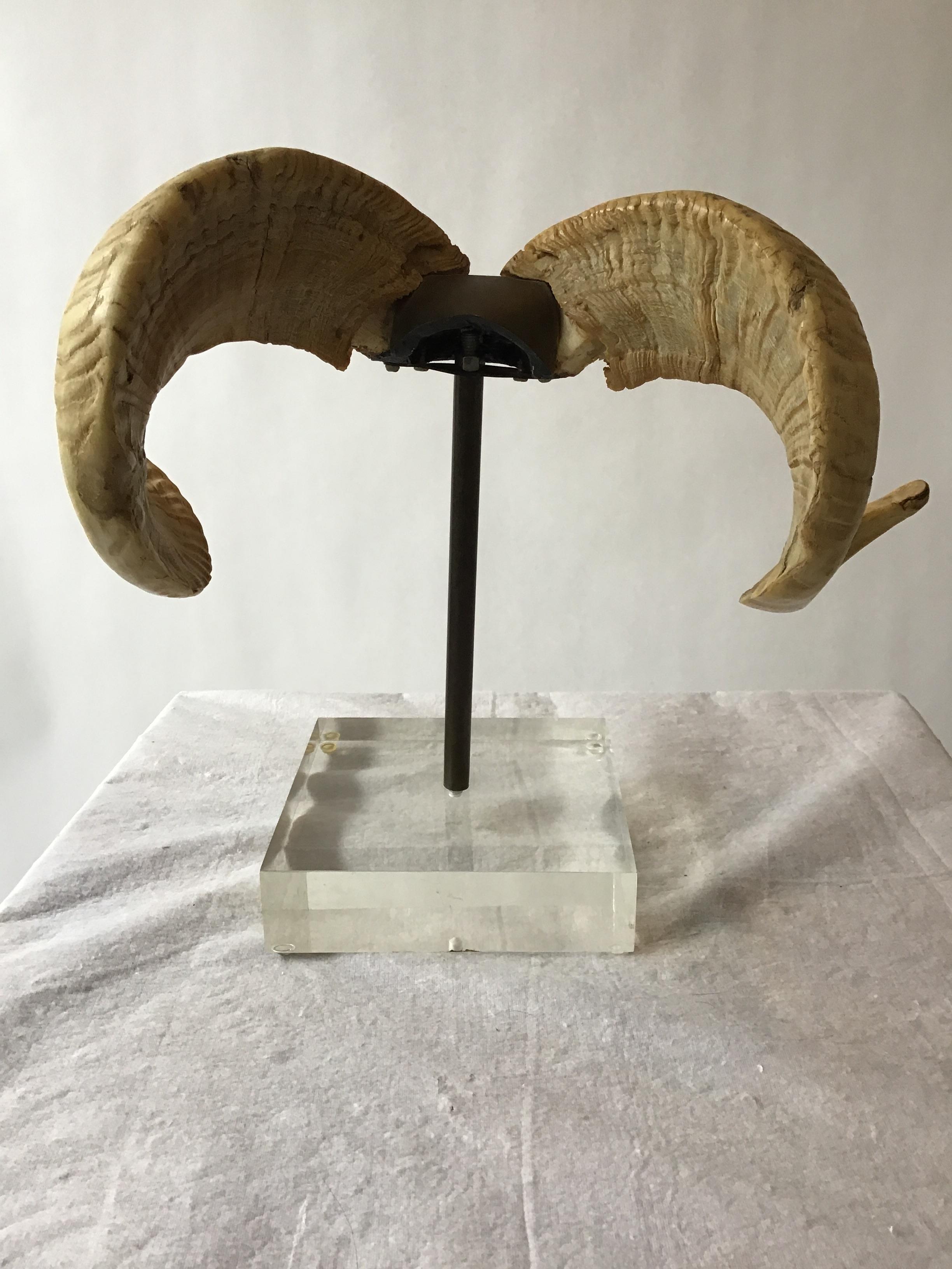 Late 20th Century Mounted Ram Horns on Lucite and Brass Base
