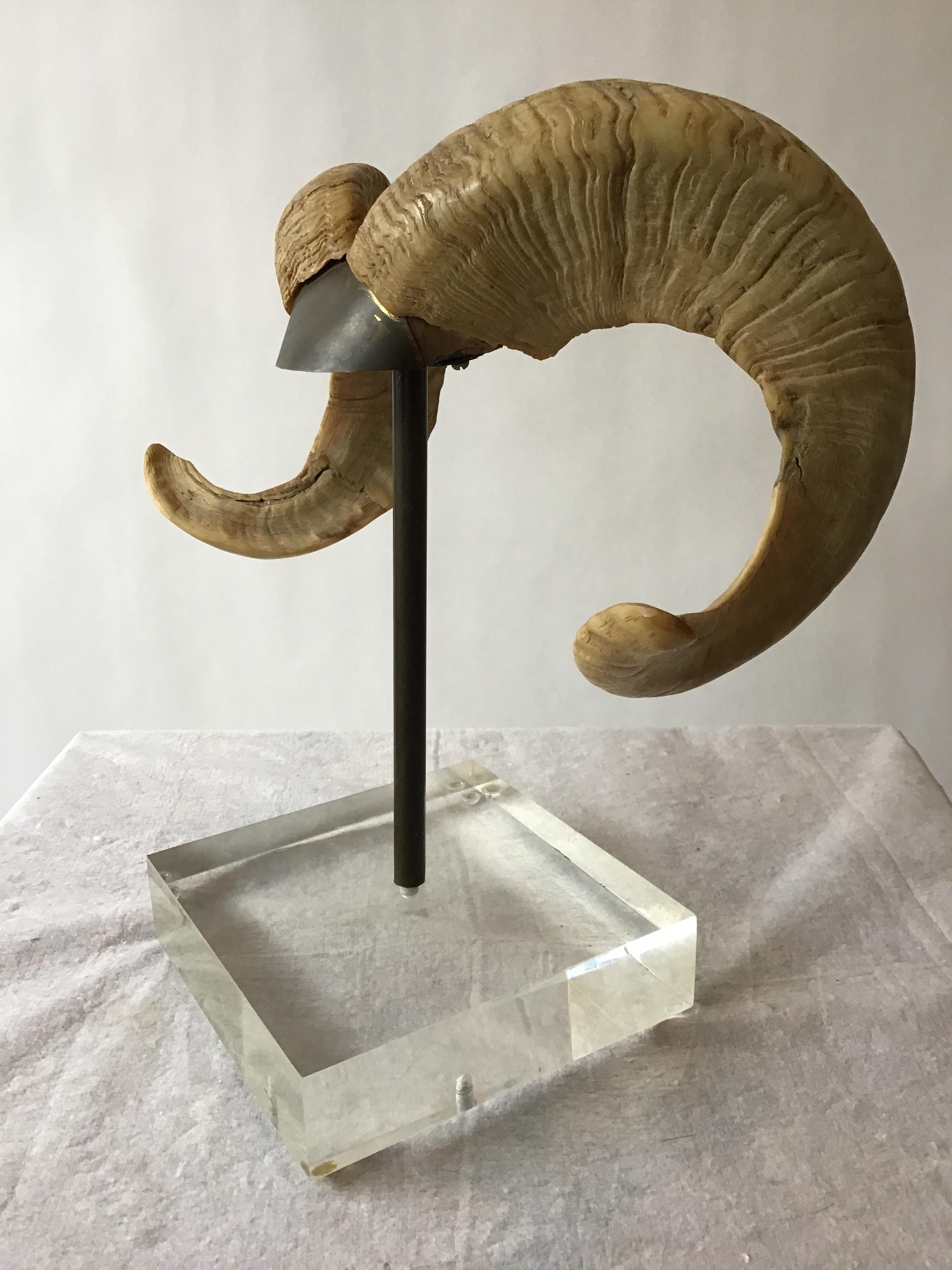 Mounted Ram Horns on Lucite and Brass Base 1