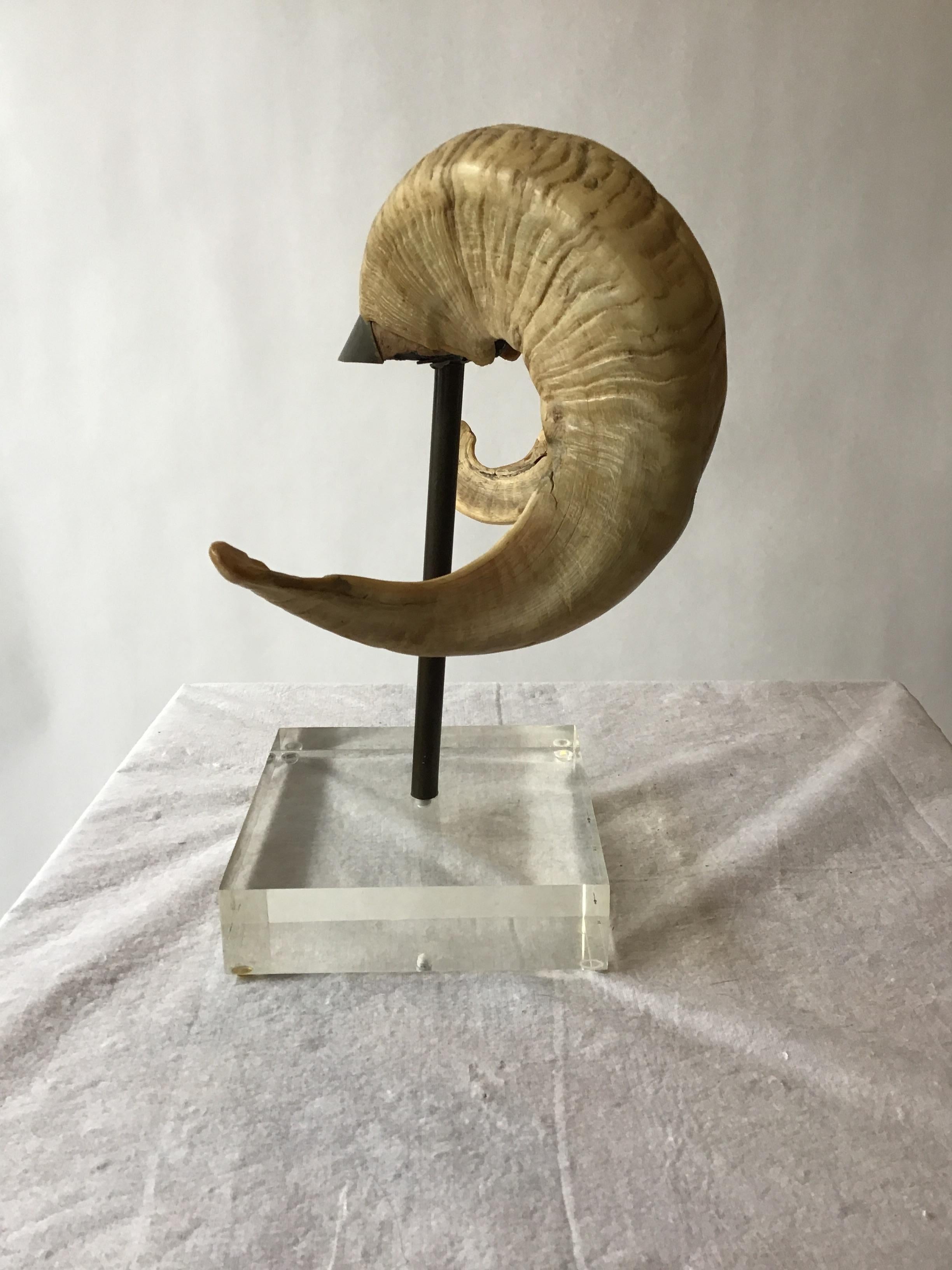 Mounted Ram Horns on Lucite and Brass Base 2
