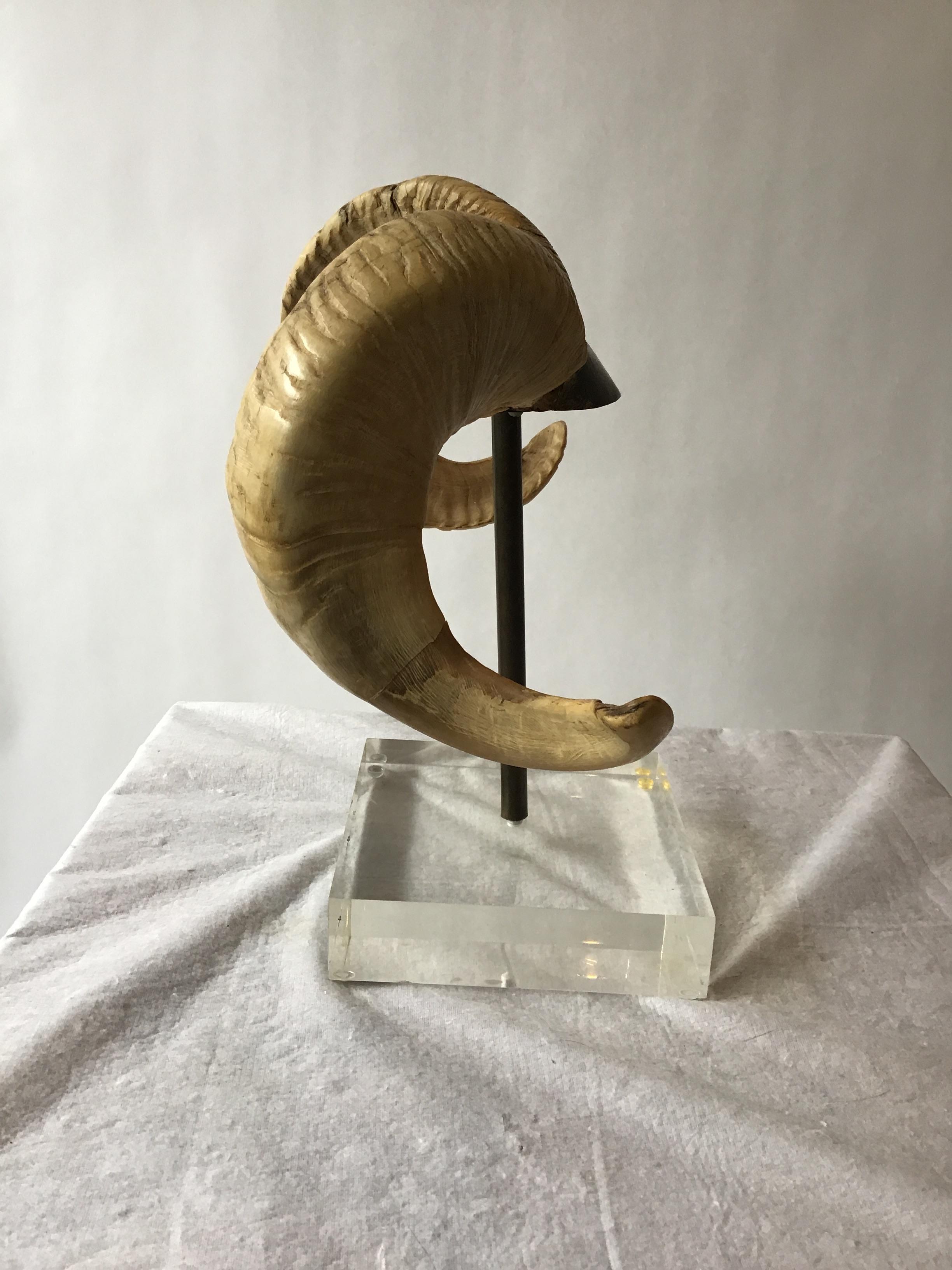 Mounted Ram Horns on Lucite and Brass Base 3