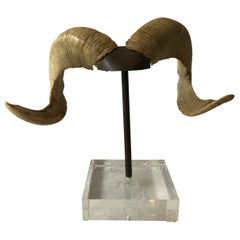 Mounted Ram Horns on Lucite and Brass Base