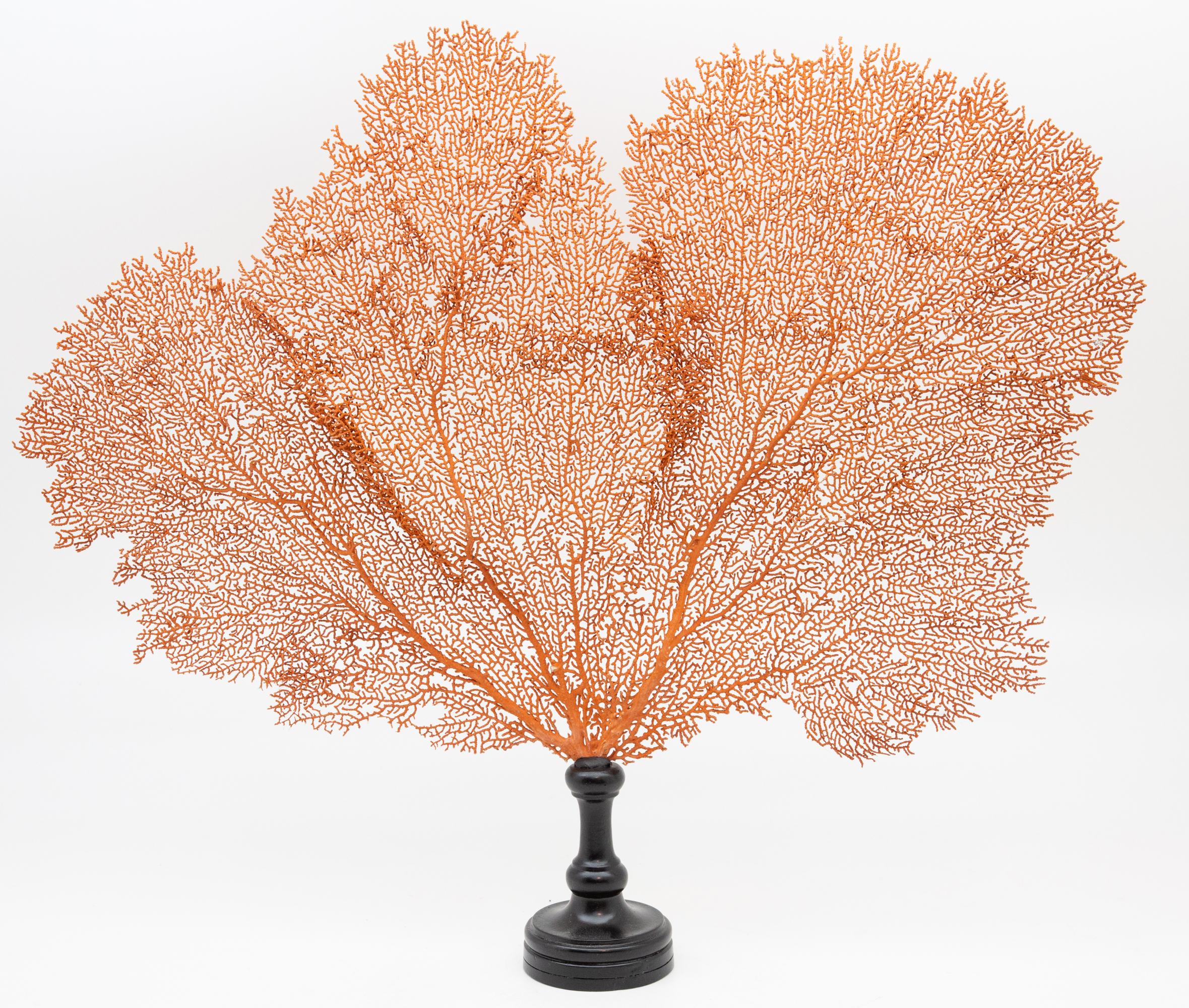 Mounted red sea fan on black stand. Sea fan mounted by hand at Creel and Gow. Measures: 19