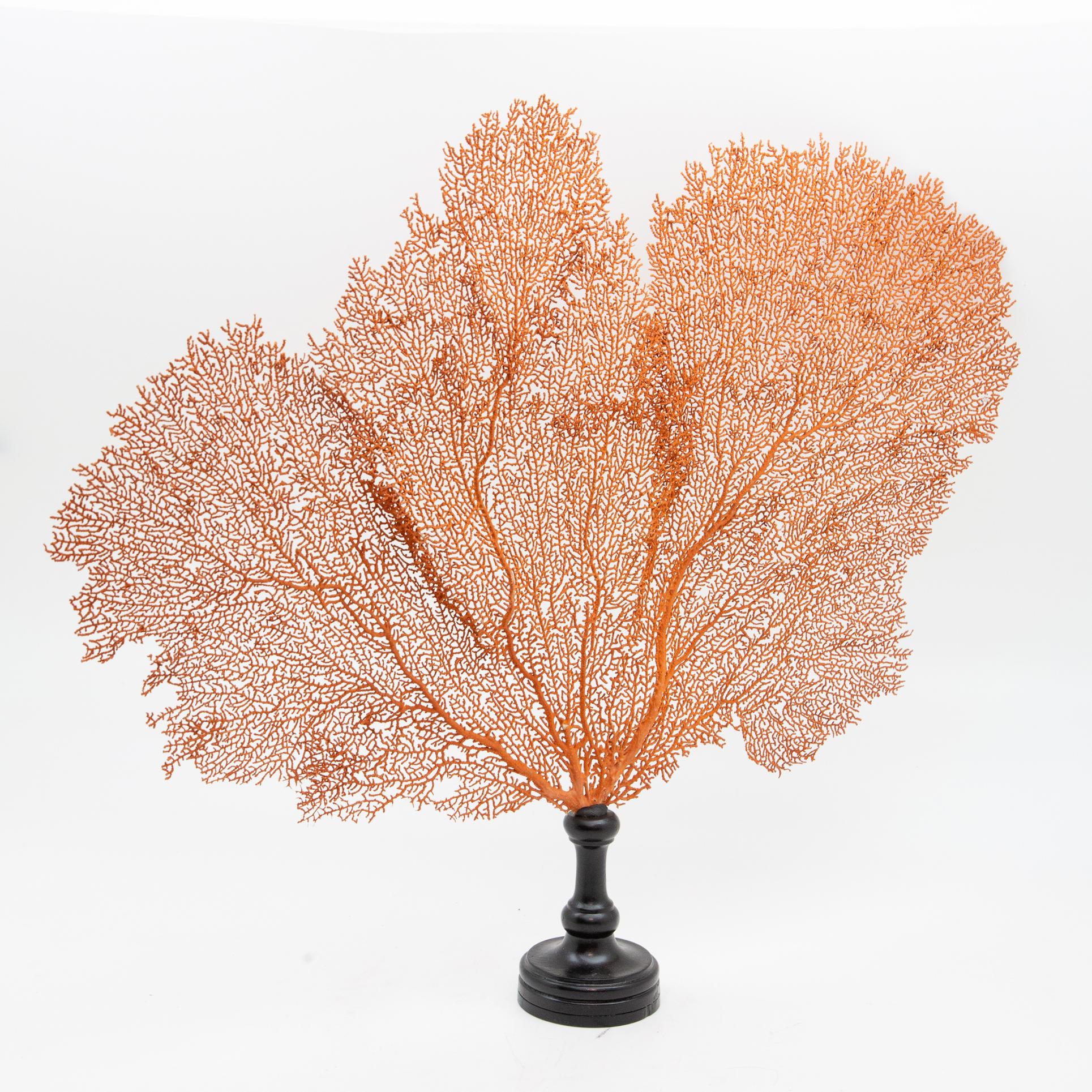 sea fan on stand