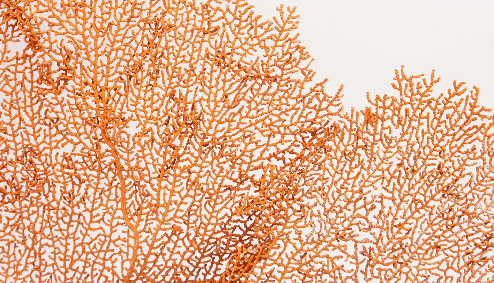 Mounted Red Sea Fan on Black Stand I In New Condition In New York, NY