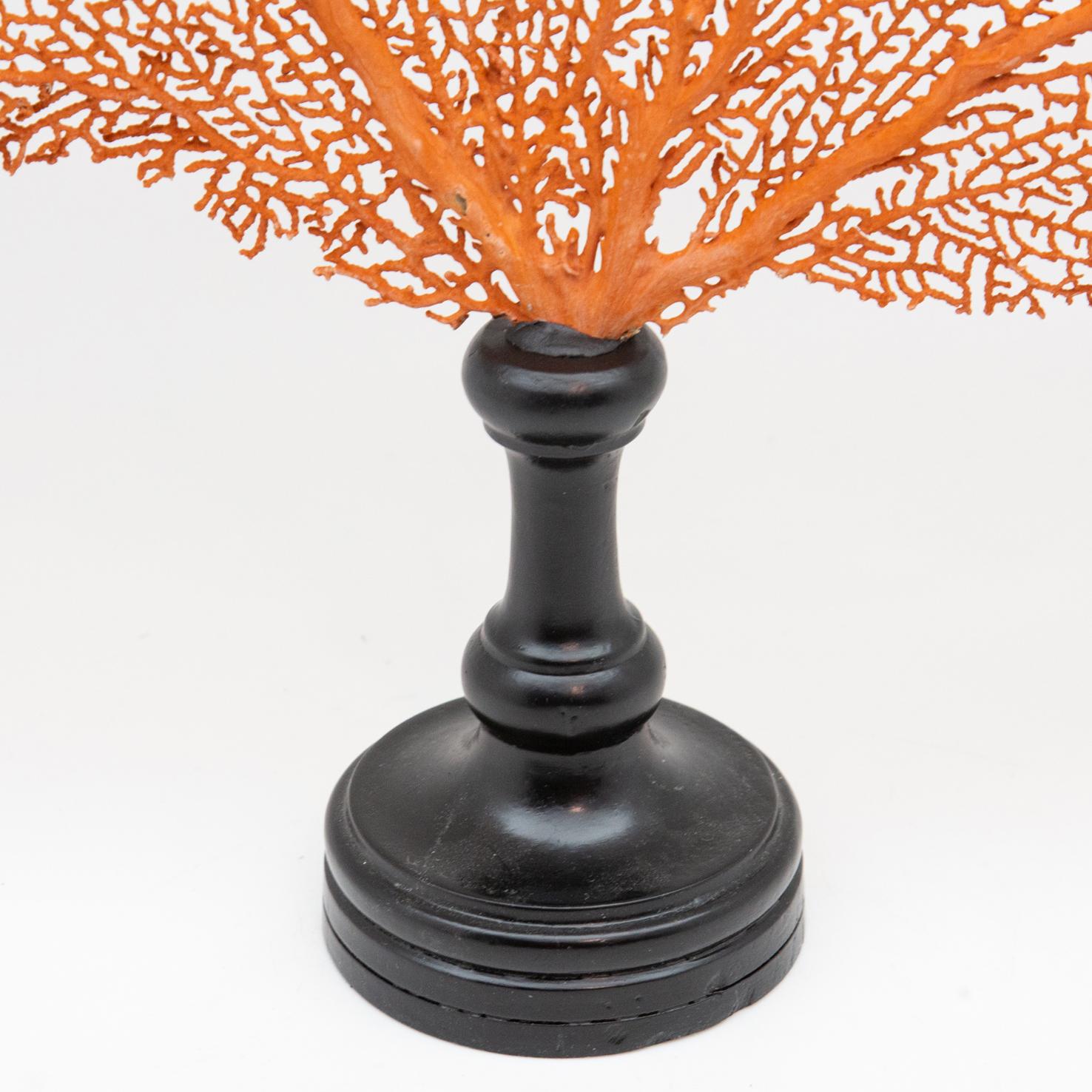 Contemporary Mounted Red Sea Fan on Black Stand I