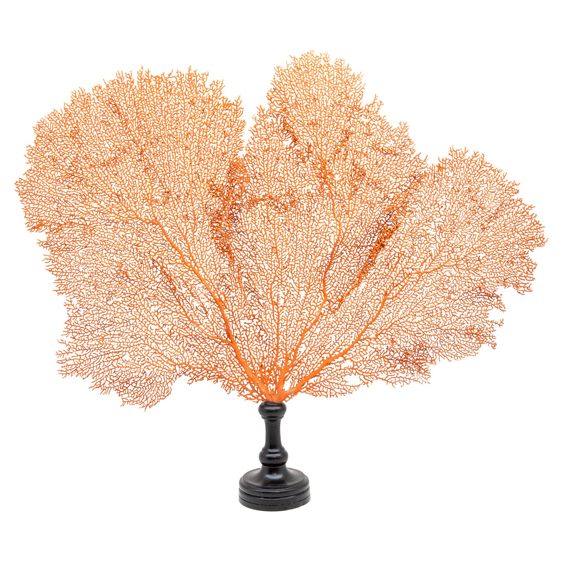 Mounted Red Sea Fan on Black Stand I