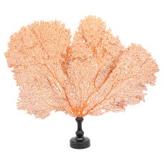 Mounted Red Sea Fan on Black Stand I