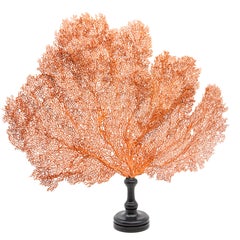 Mounted Red Sea Fan on Black Stand II