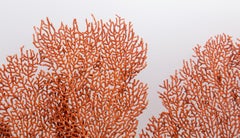 Mounted Red Sea Fan on Black Stand II