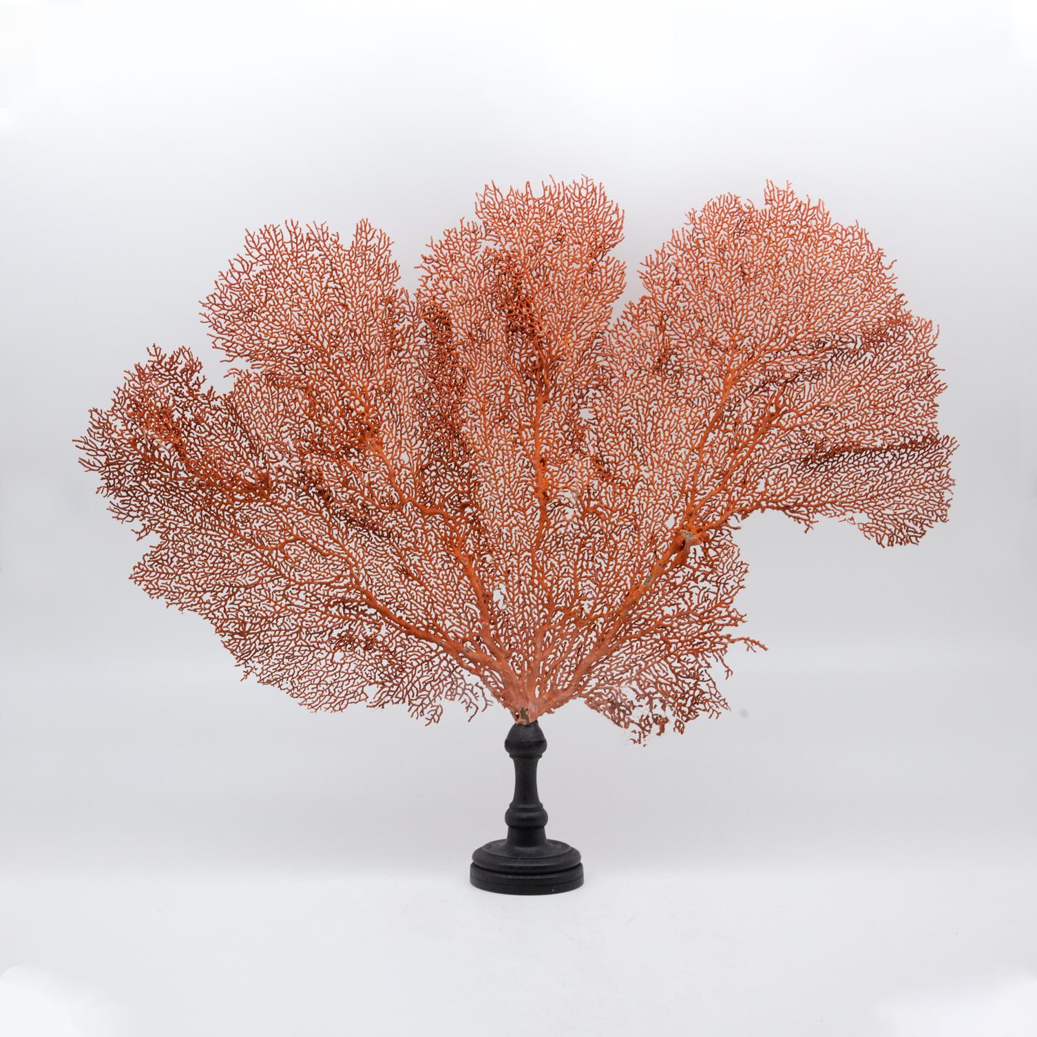 Mounted Red Sea Fan on Black Stand II In New Condition In New York, NY