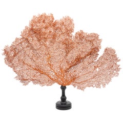 Mounted Red Sea Fan on Black Stand II