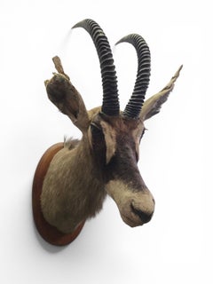 Trofeo di antilope nera imbalsamato, Africa, anni ’60