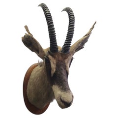 Trofeo di antilope nera imbalsamato, Africa, anni ’60