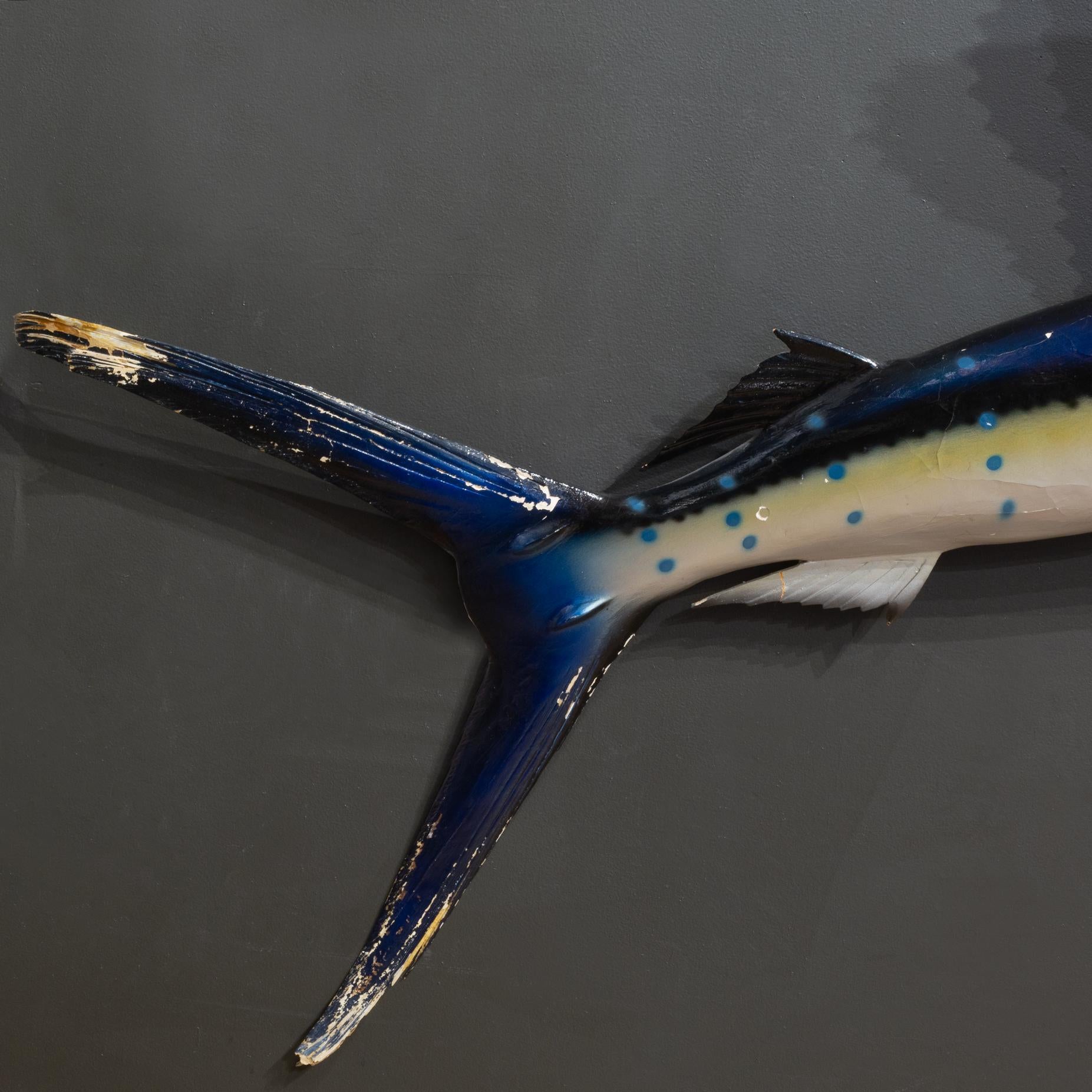 20ième siècle Taxidermie de voilier monté c.I.C. c.1970 en vente