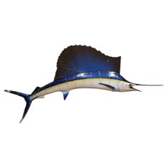Mounted Sailfish Taxidermy c.1970