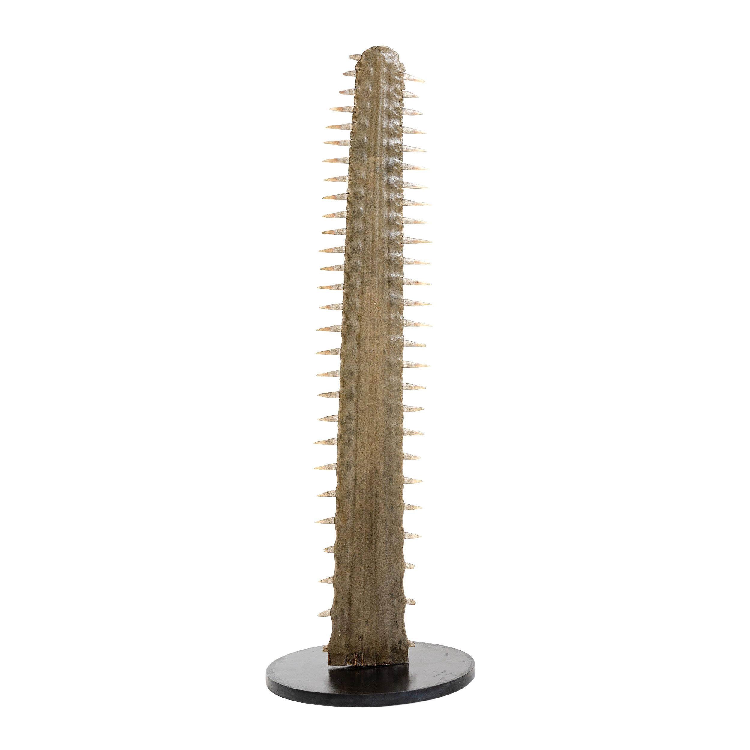 Mounted Sawfish Bill