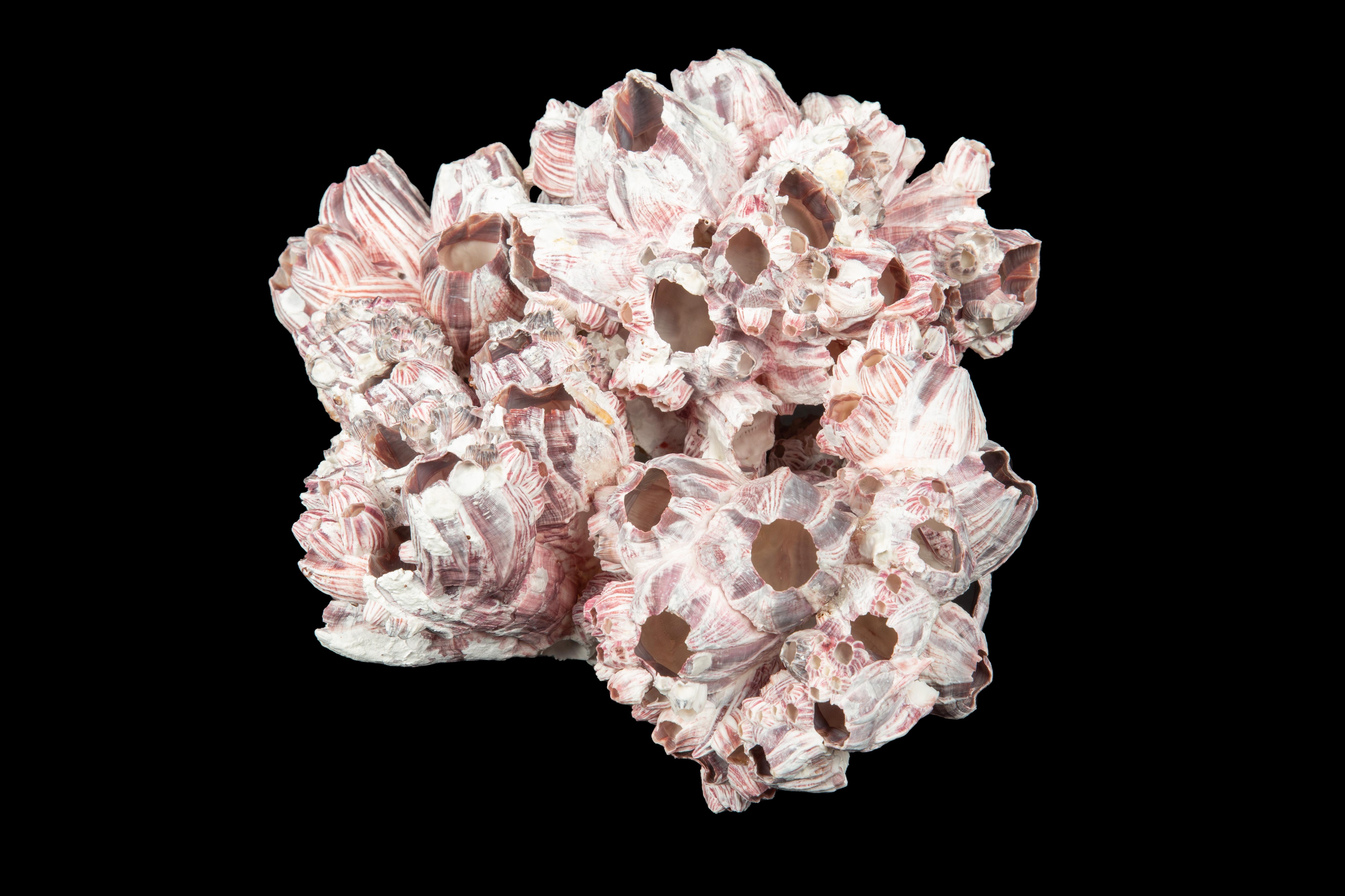 Contemporary Mounted Sea Barnacle Cluster For Sale