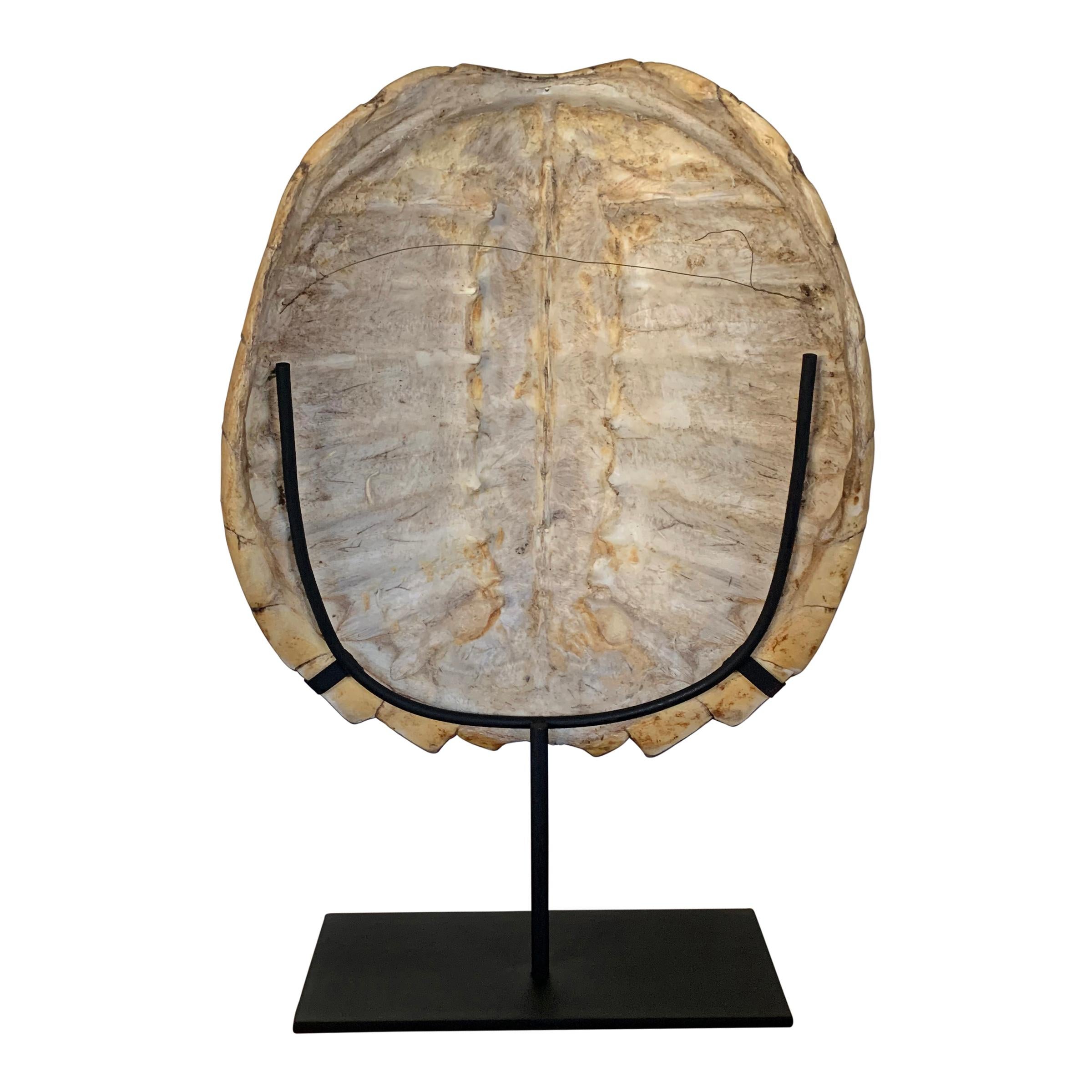 Mounted Snapping Turtle Shell 2